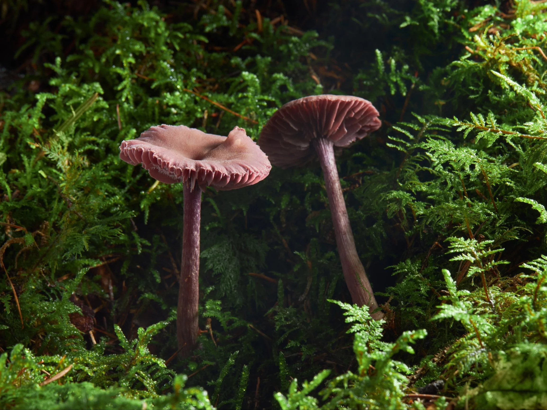 Lakówka dwubarwna, Laccaria bicolor