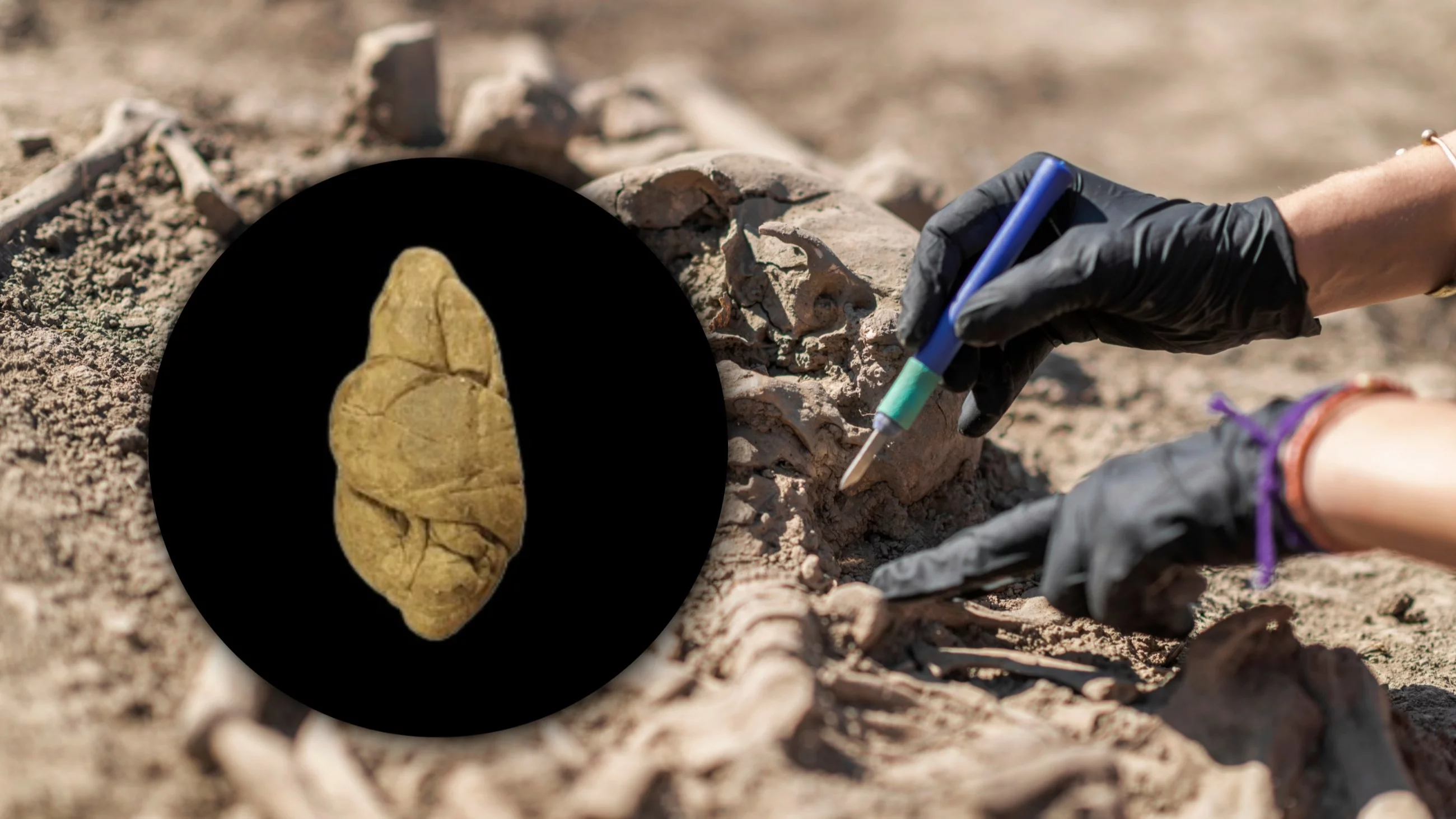 Pradawne „gumy do żucia” pod lupą naukowców. Tajemnica sprzed 6 tysięcy lat rozwiązana