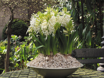 Hiacynty, hyacinthus orientalis