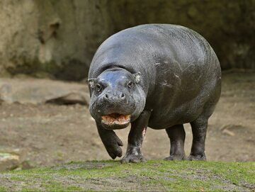 Hipopotam karłowaty/zdjęcie poglądowe
