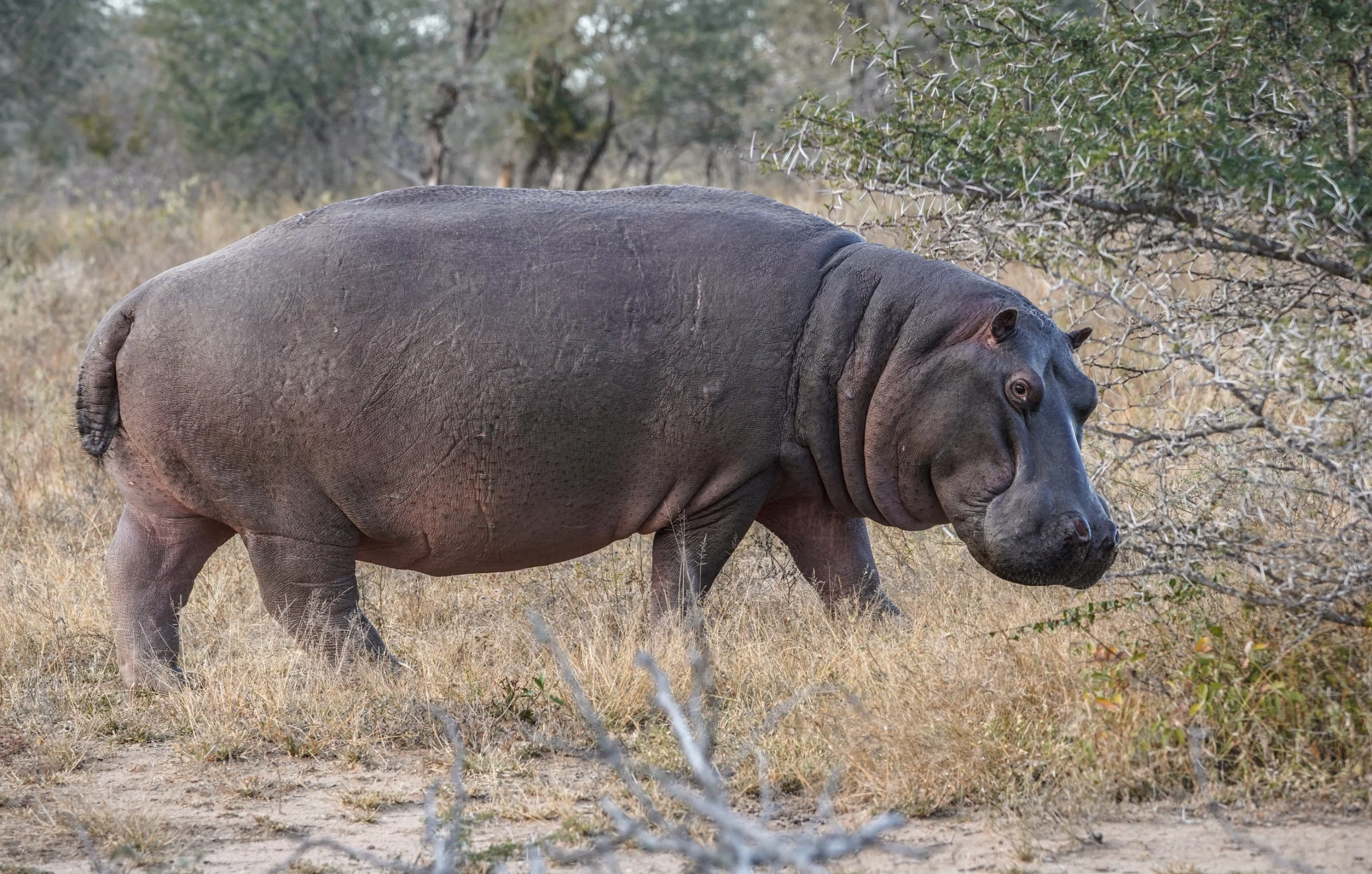 Hipopotam przewrócił łódź. Nie żyje 11 osób