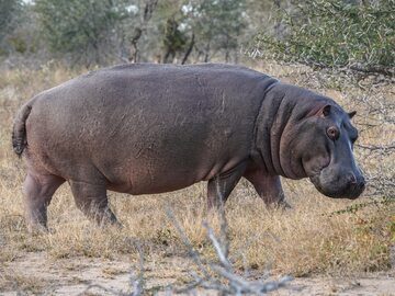 Hipopotam, zdjęcie ilustracyjne