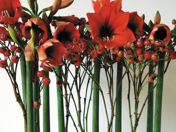 Hippeastrum, zwartnica