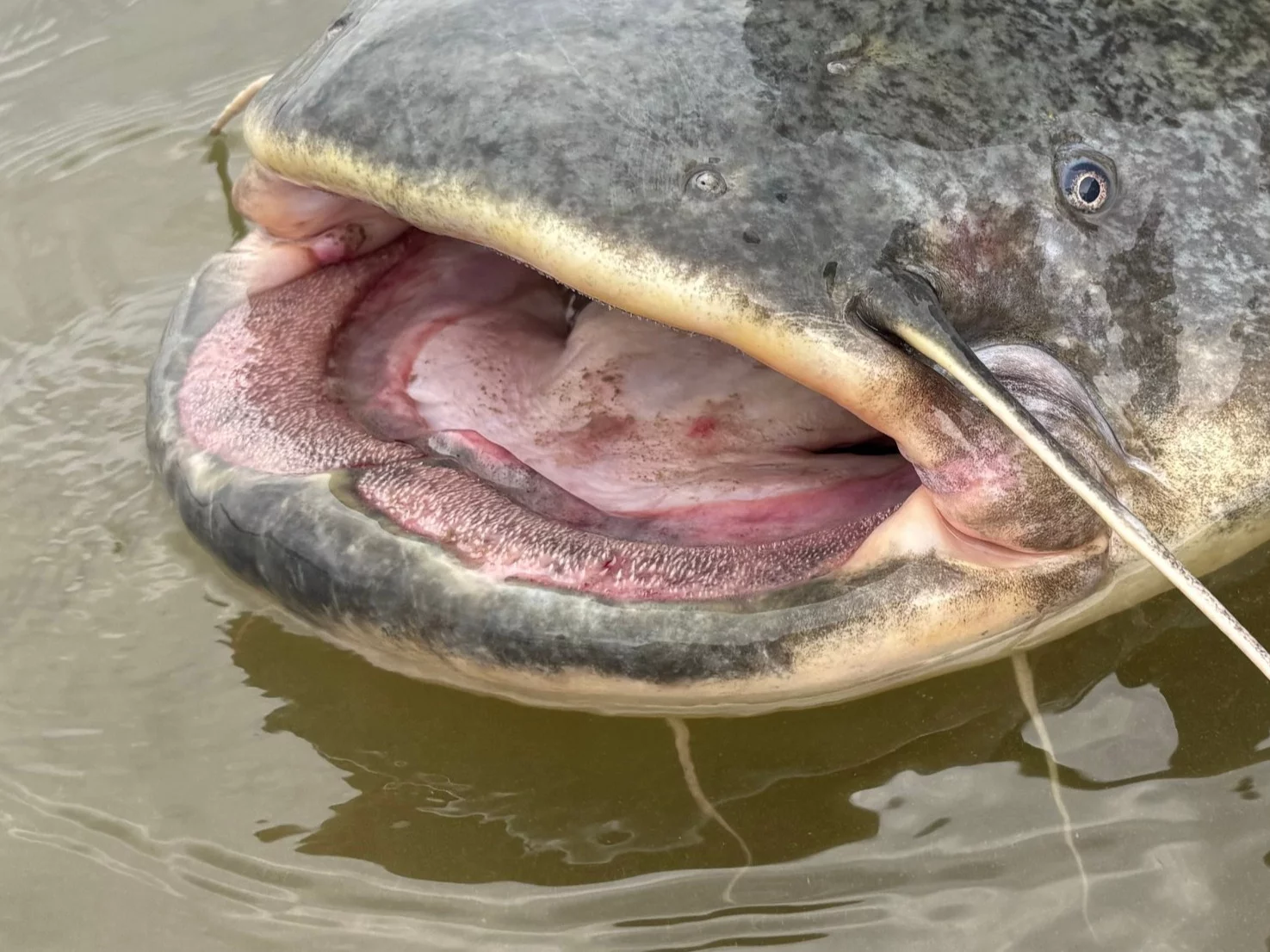 Gigantyczny sum, zdjęcie ilustracyjne