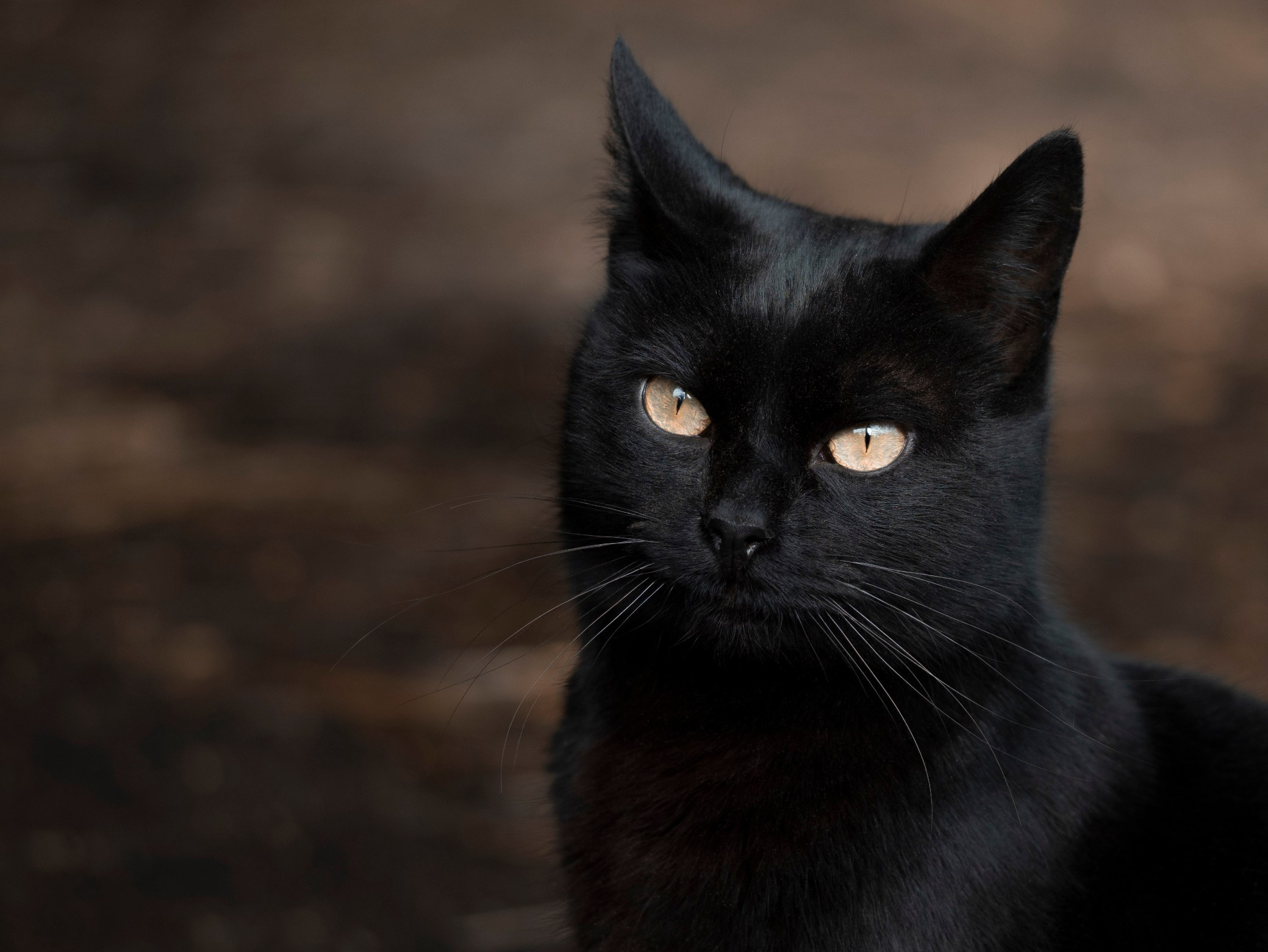 Zabronili adopcji czarnych kotów przed Halloween. Władze alarmują ws. „makabrycznych praktyk”