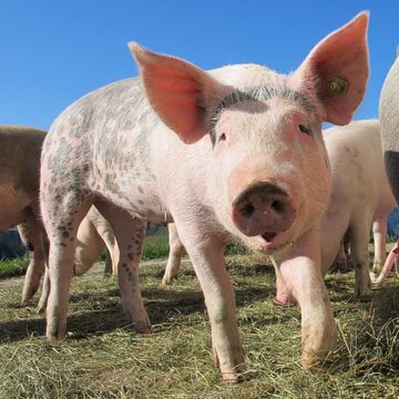 Hodowla świń. Biogaz jest często produkowany z odchodów zwierzęcych