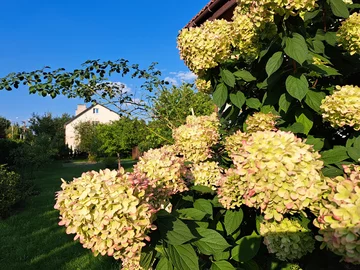 Hortensja bukietowa Pani Marianny