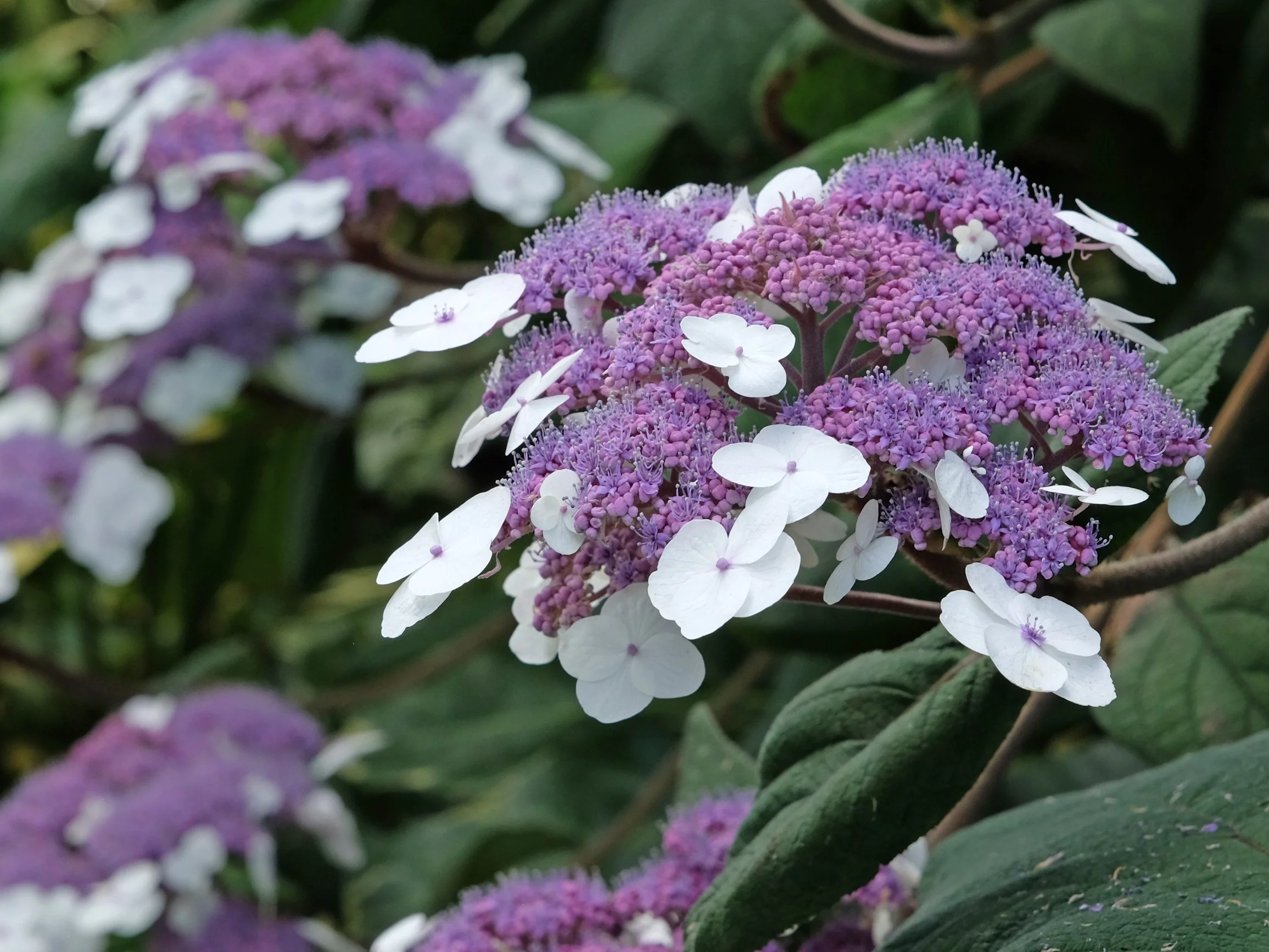 Hortensja omszona / kosmata, Hydrangea aspera