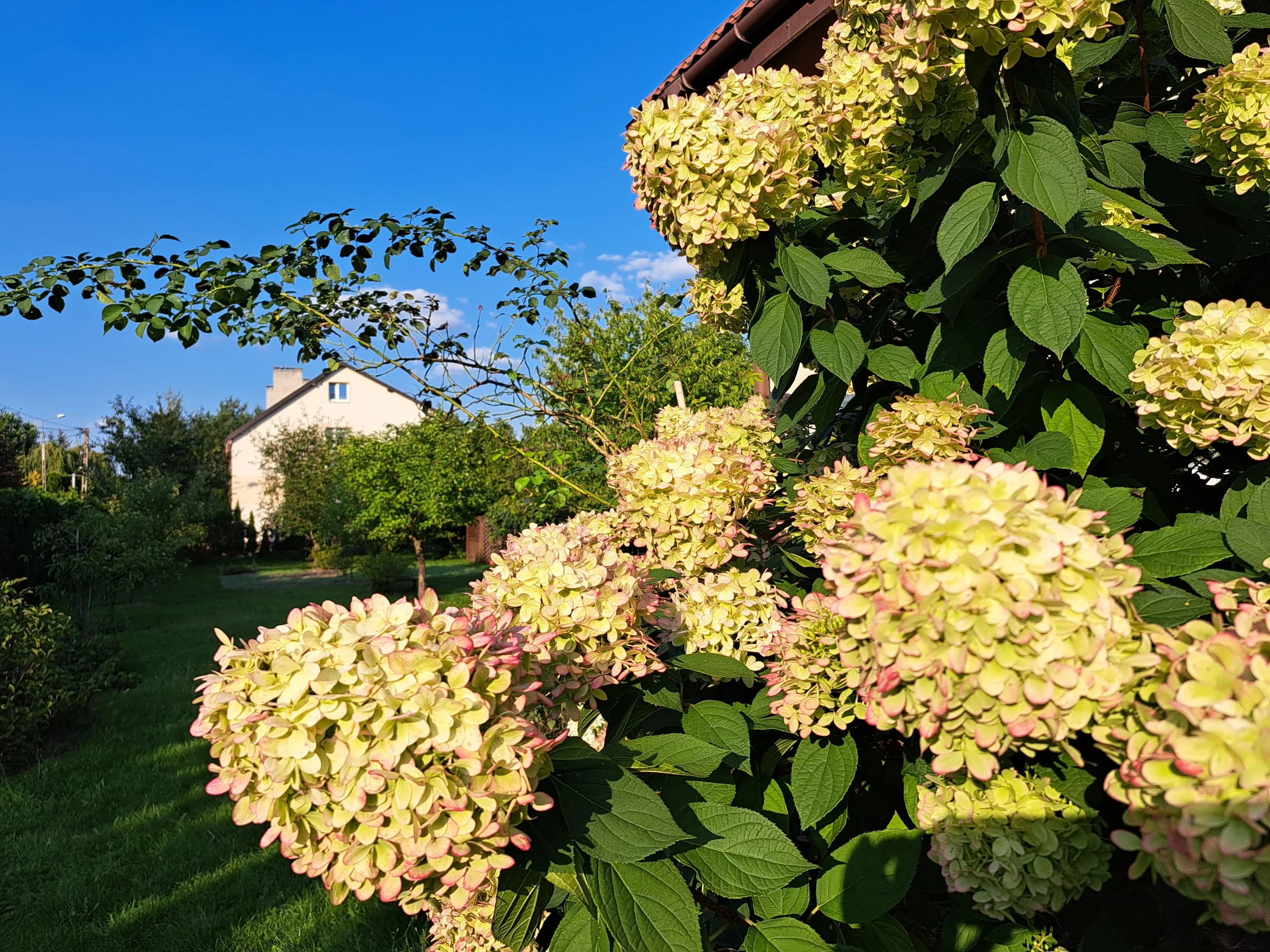 Hortensja bukietowa Pani Marianny