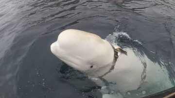 Hvaldimir, „szpiegowski wieloryb” zauważony w Norwegii