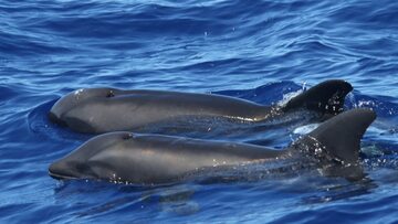 Hybryda wieloryba i delfina