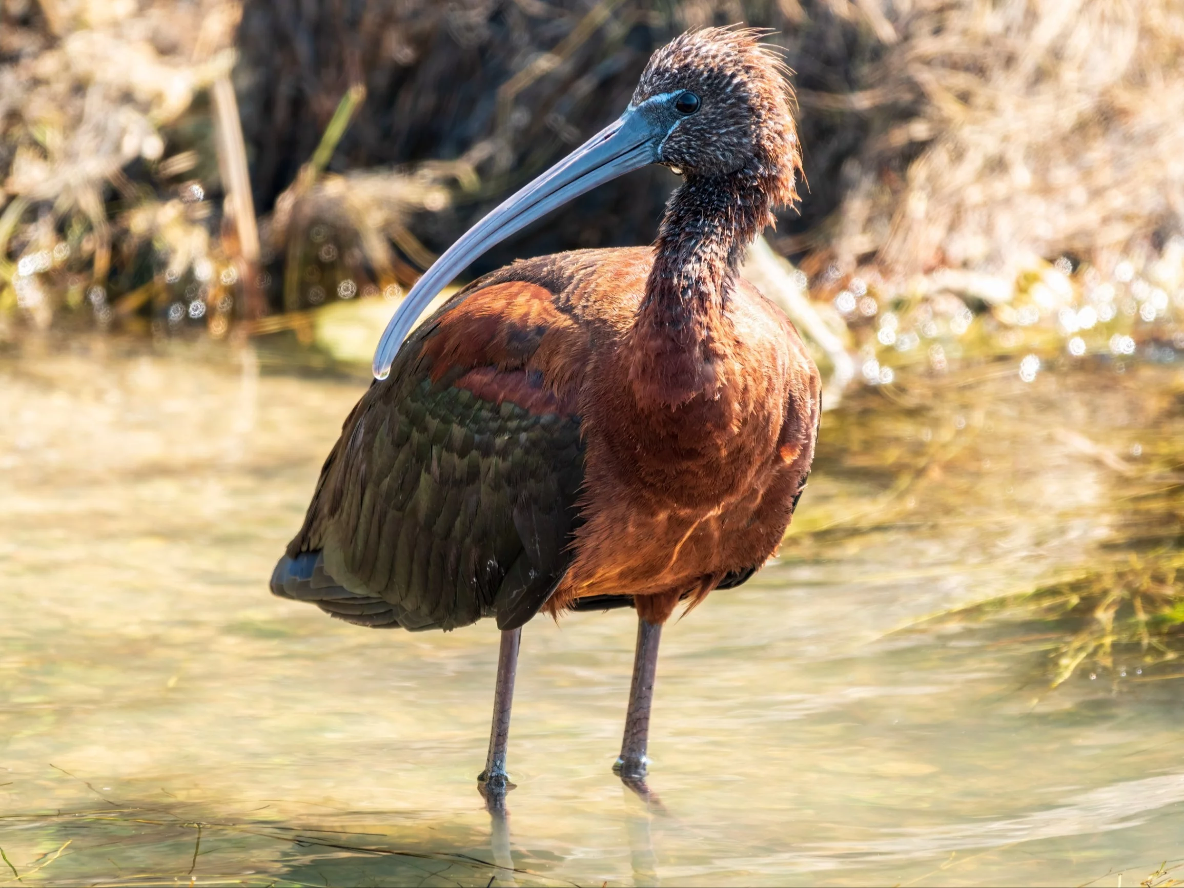 Ibis kasztanowaty, zdjęcie ilustracyjne