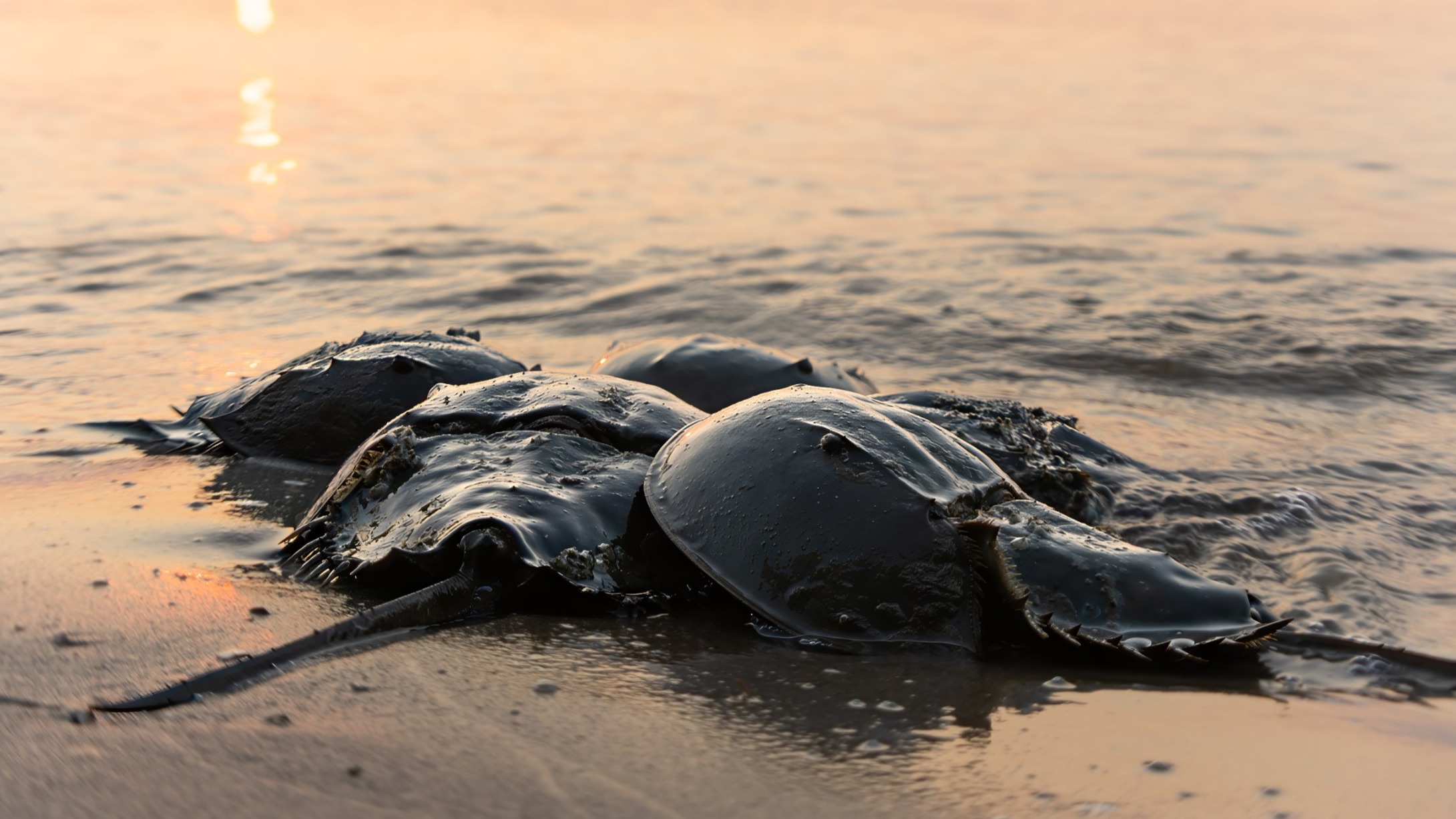 Ich błękitna krew uratowała miliony ludzi. Sekret z dna oceanu