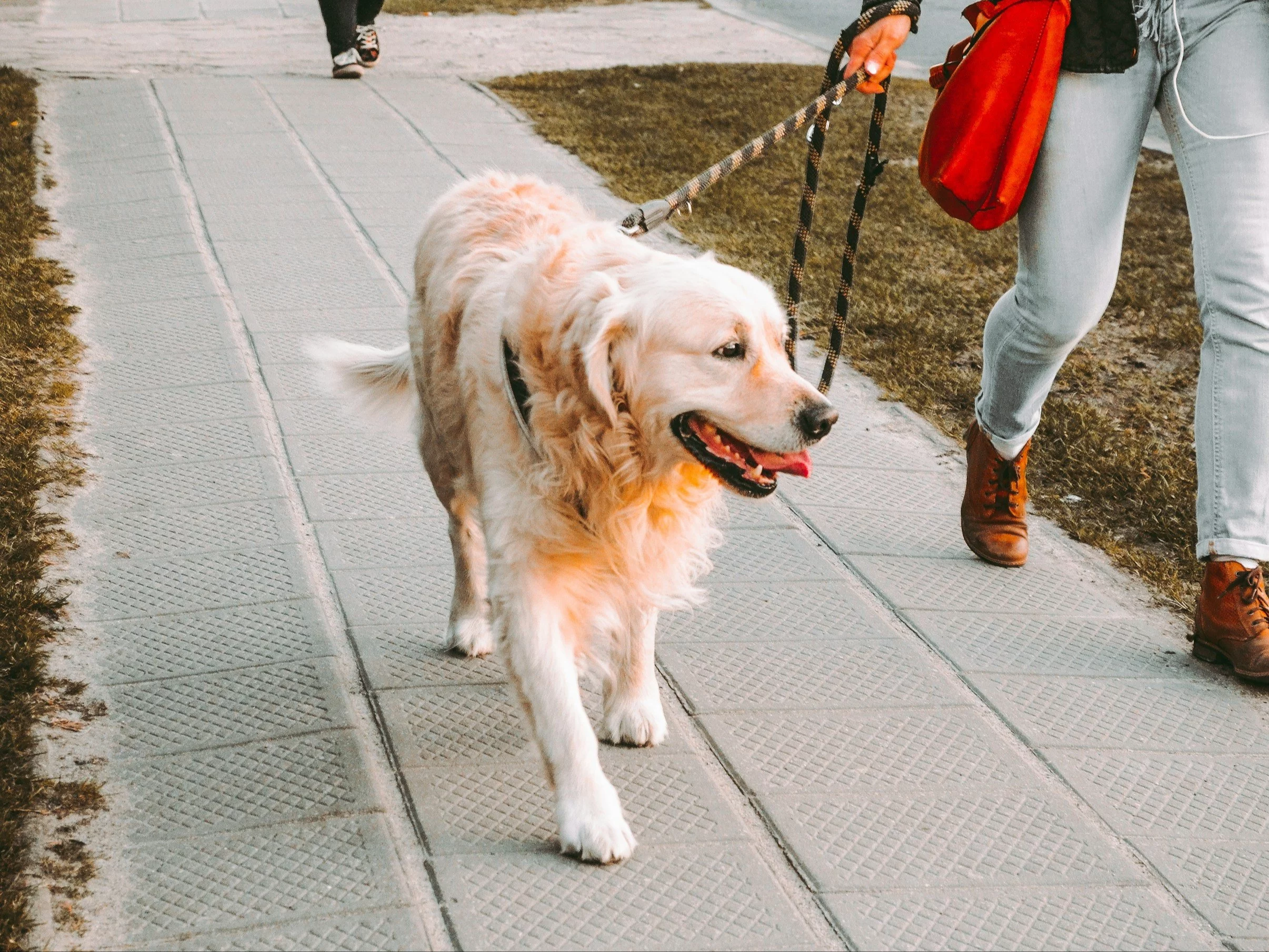 Ile razy dziennie wyprowadzać psa na spacer? Z tego powodu sam wybiera trasę