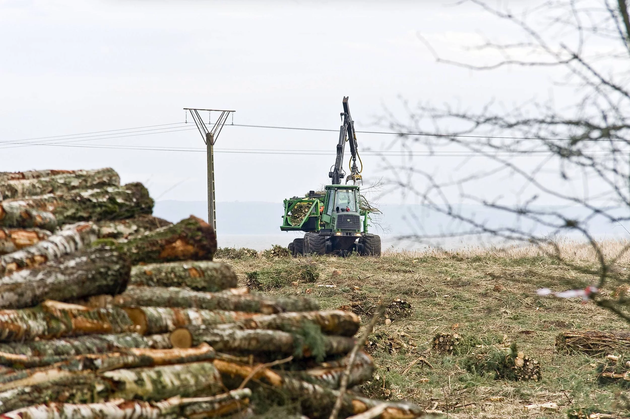 Wycinka drzew pod przekop Mierzei Wiślanej