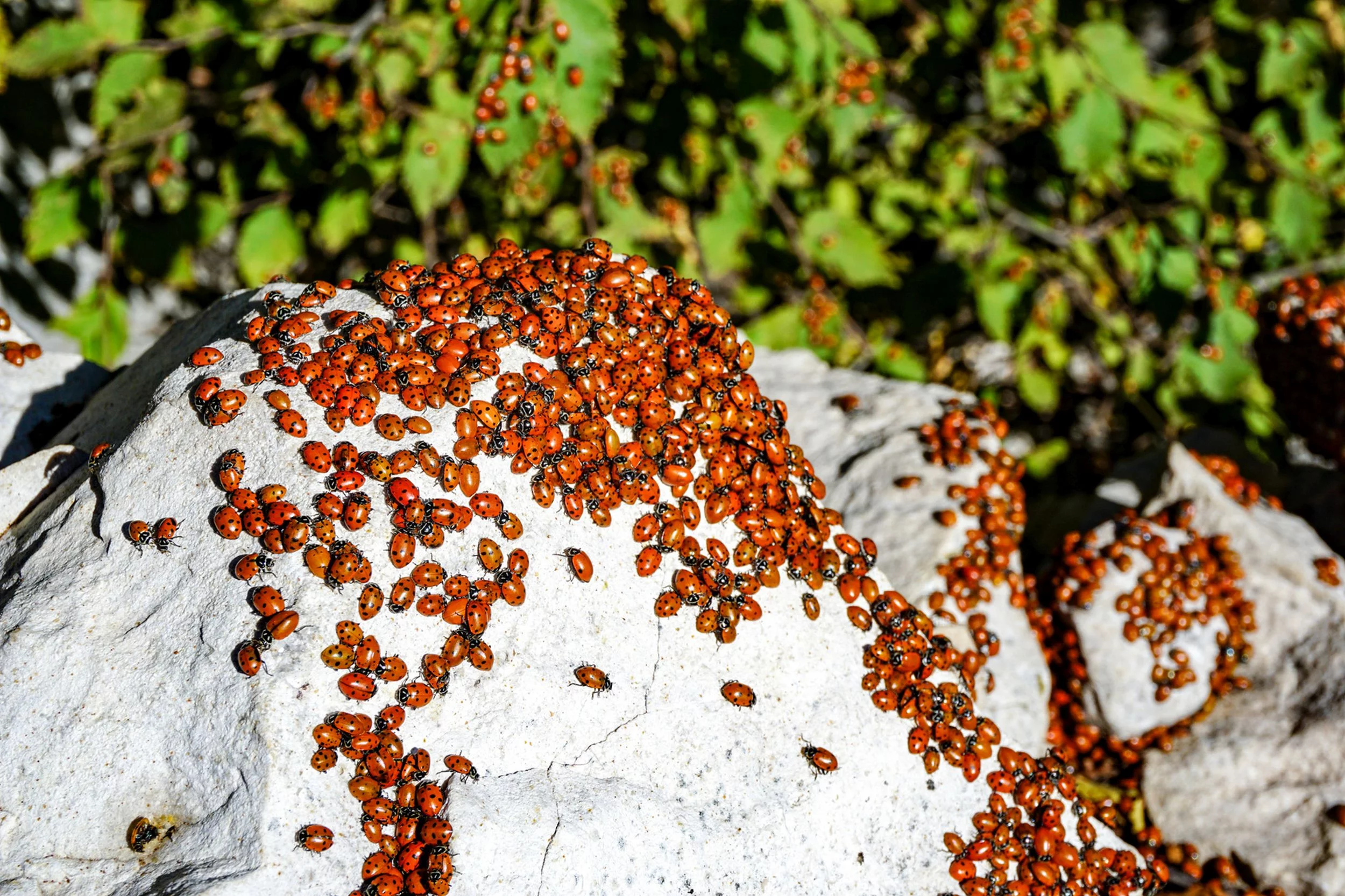 Azjatyckie biedronki z gatunku Harmonia axyridis