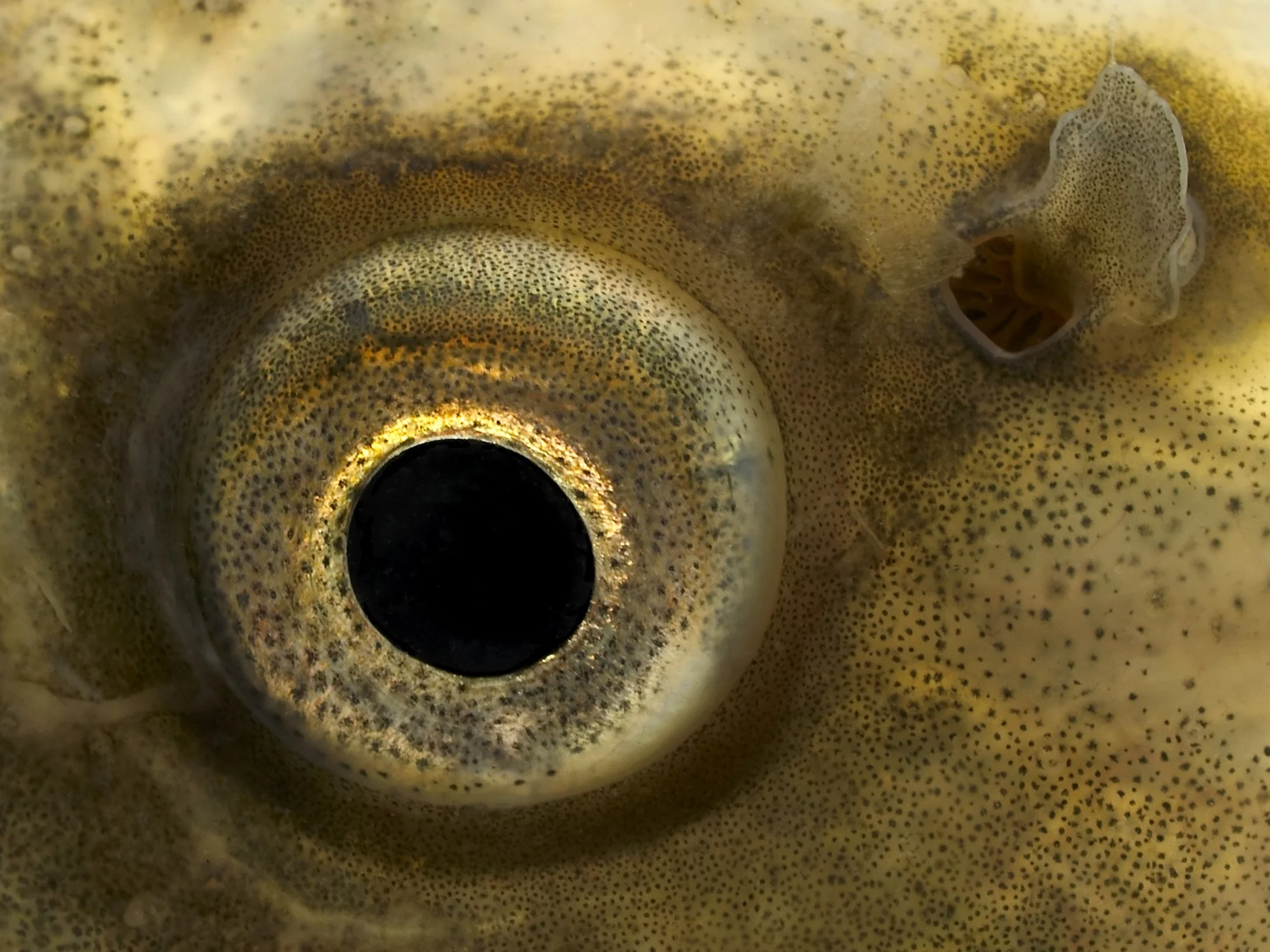 Inwazyjne karpie zagrożeniem. Eksperci biją na alarm