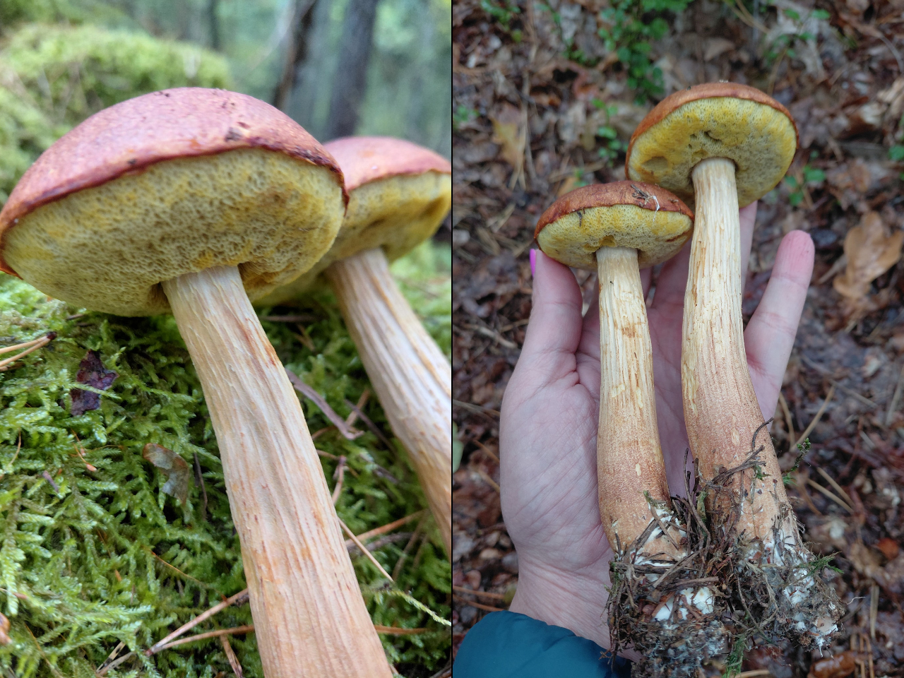 Inwazyjny grzyb w polskich lasach. Leśnicy apelują