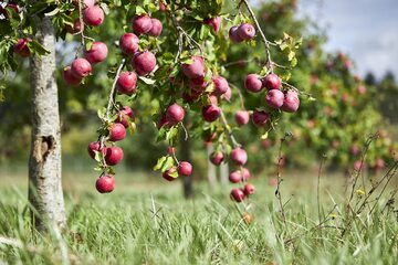 Jabłoń, zdjęcie ilustracyjne