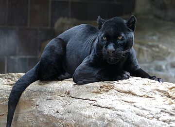 Jaguar (czarna pantera)