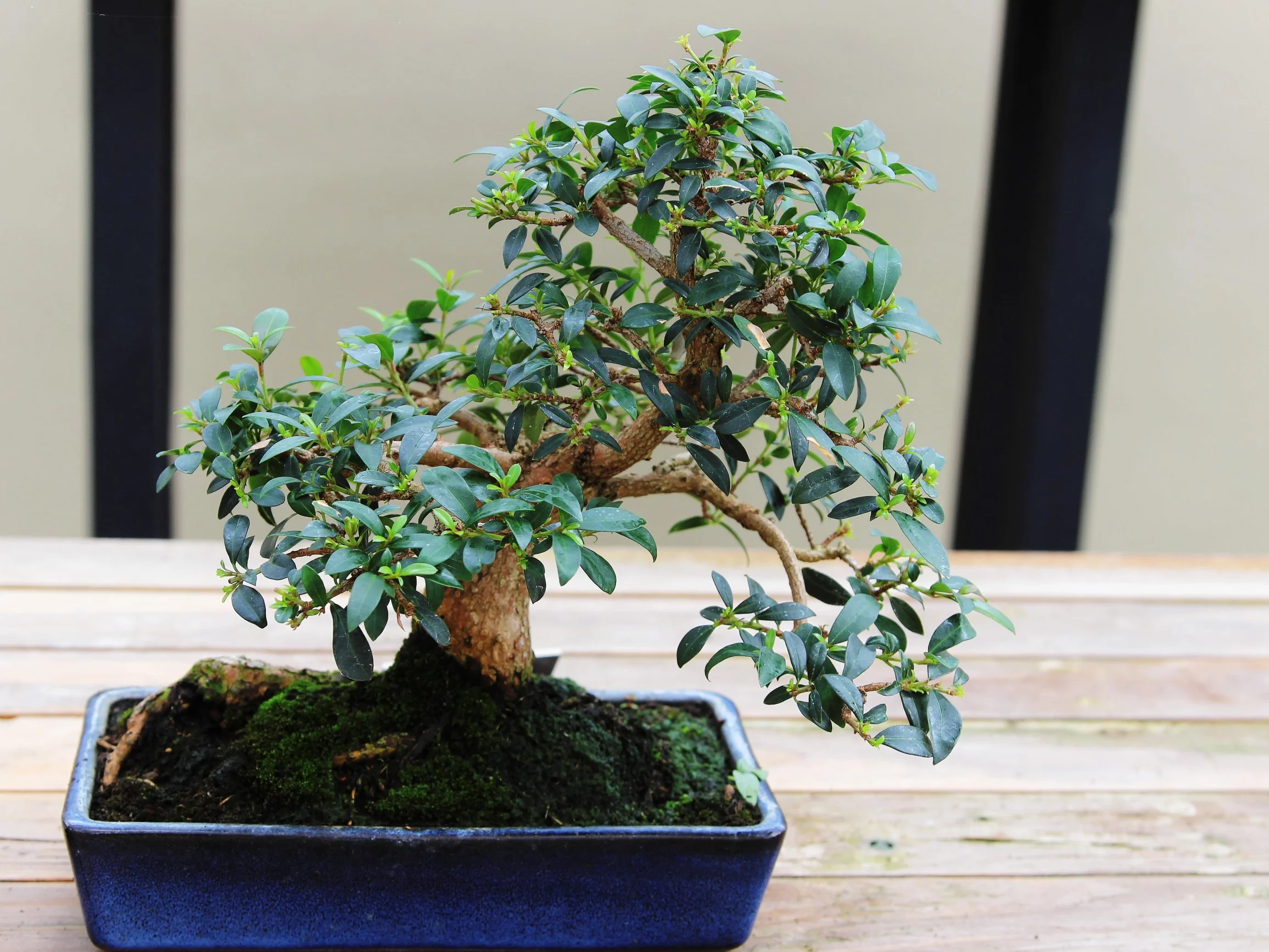 Bonsai Syzygium pięknie pachnie