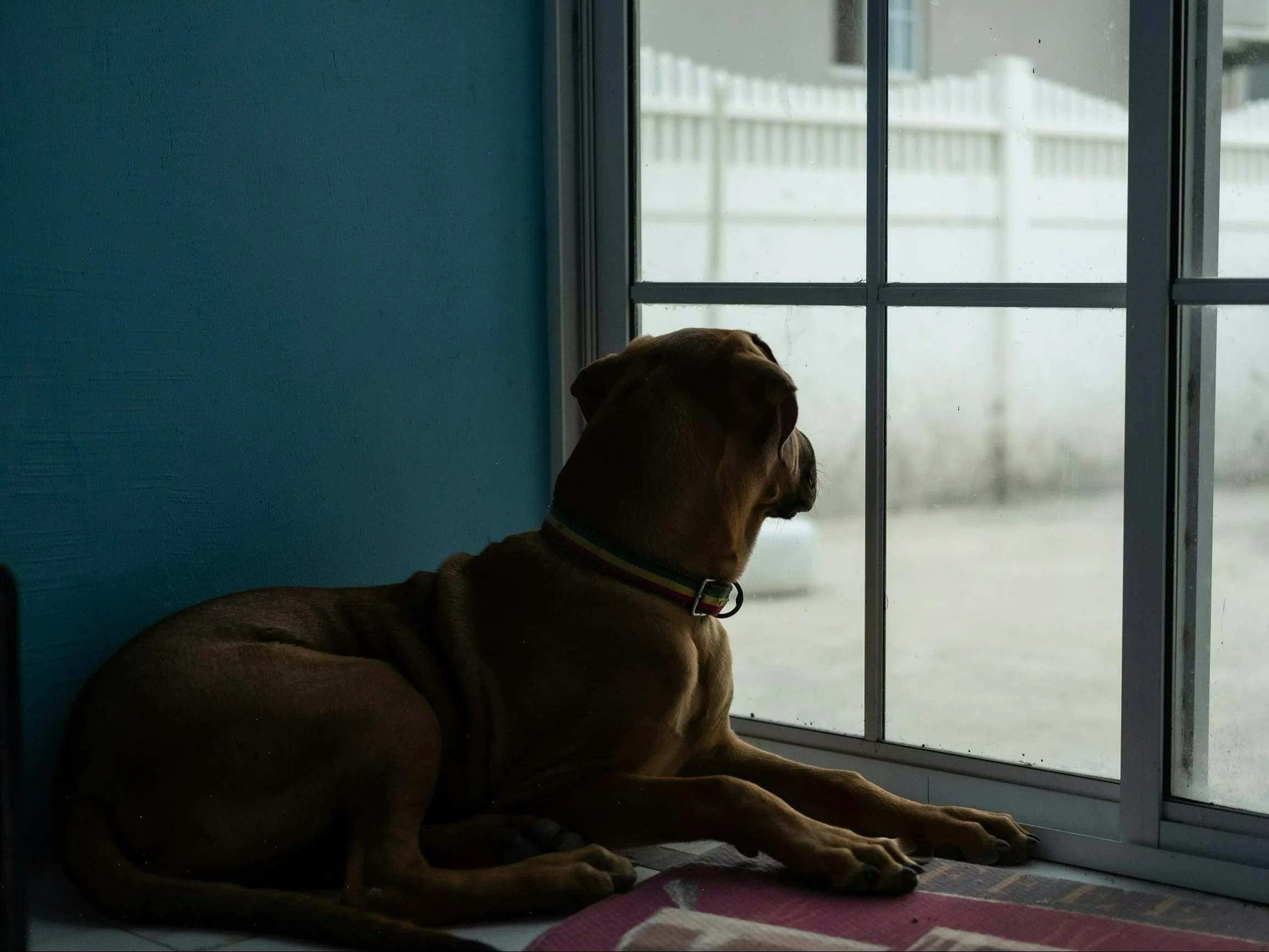 Jak długo pies może być sam? Lekarka weterynarii wyjaśnia. Wspomniała o regule