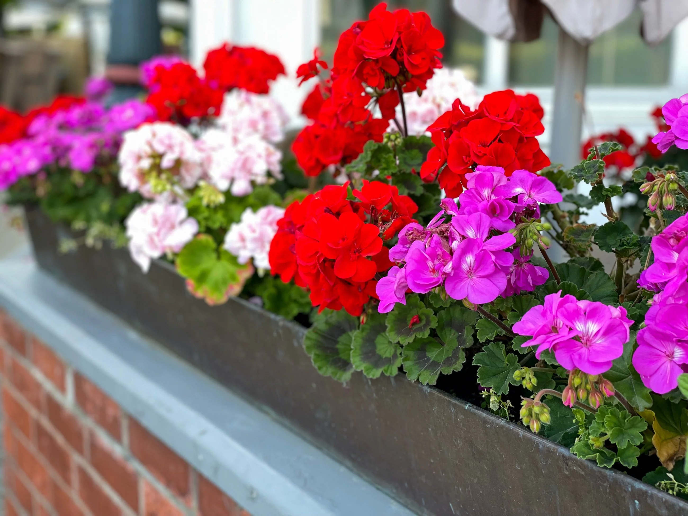 Pelargonie