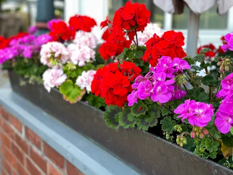 Pelargonie