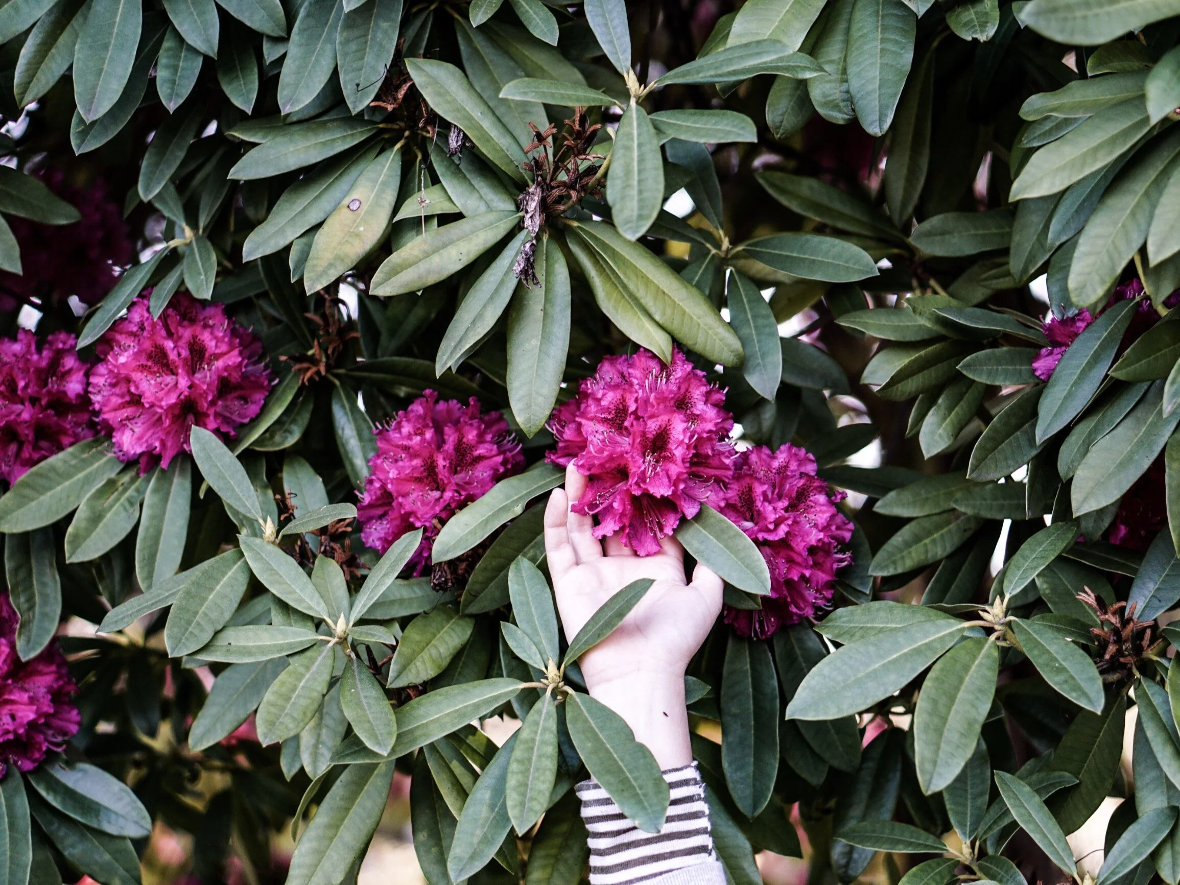 Różanecznik (rododendron)