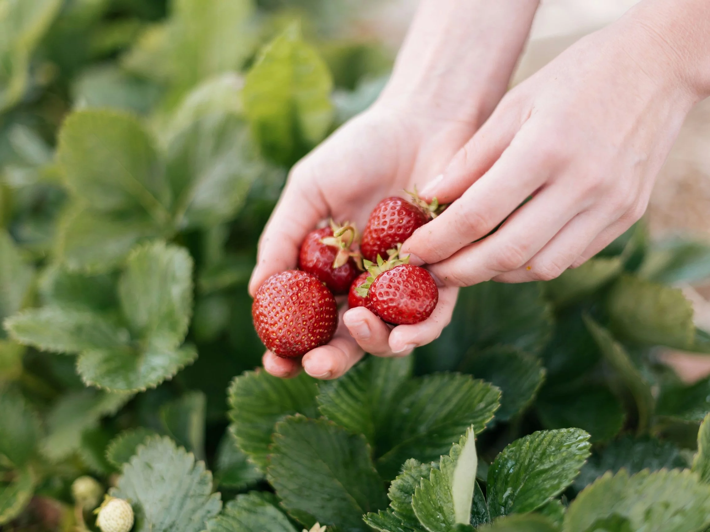 Młode truskawki wymagają więcej nawozów mineralnych niż organicznych