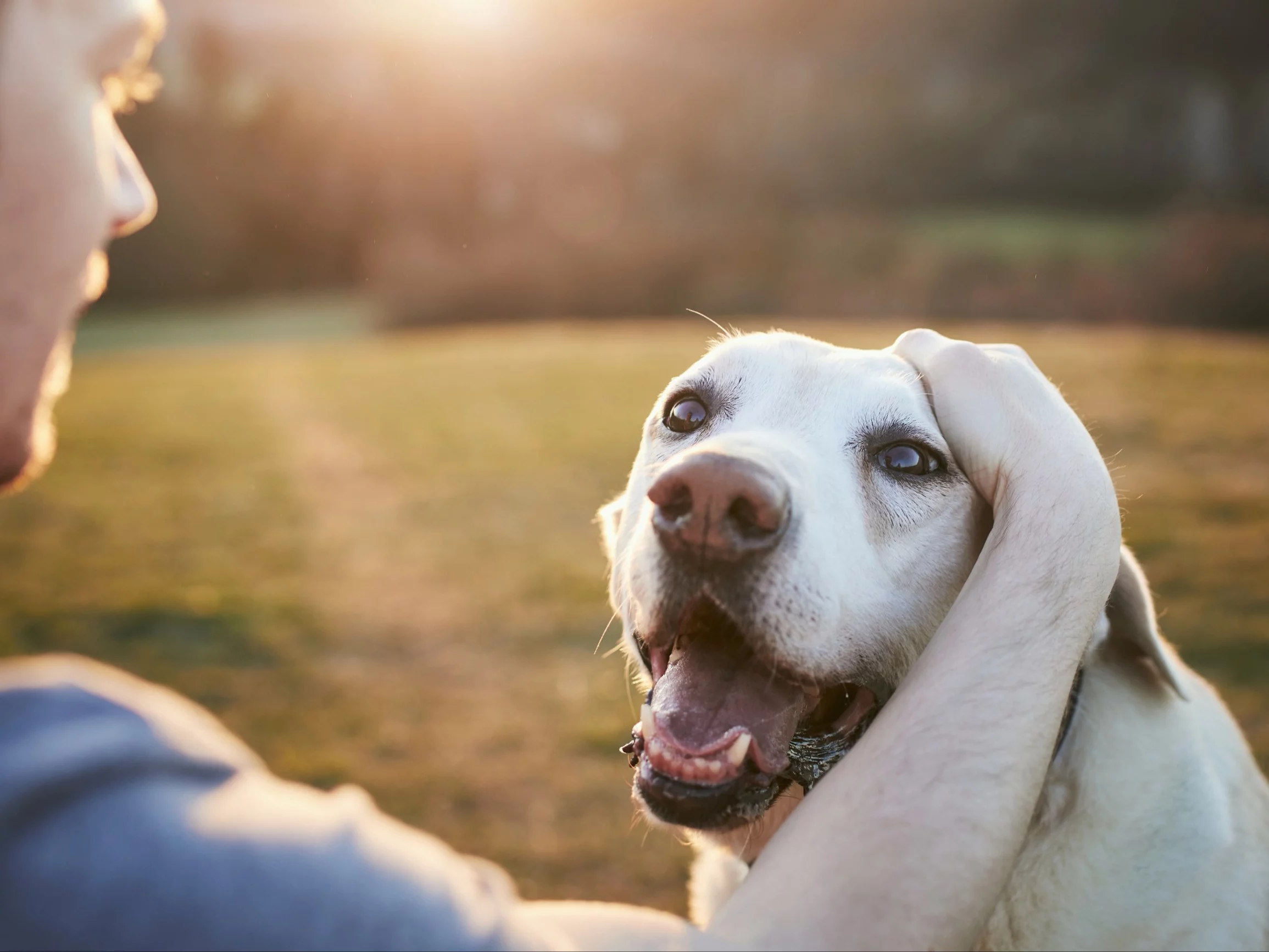 Mężczyzna głaszczący psa, zdjęcie ilustracyjne