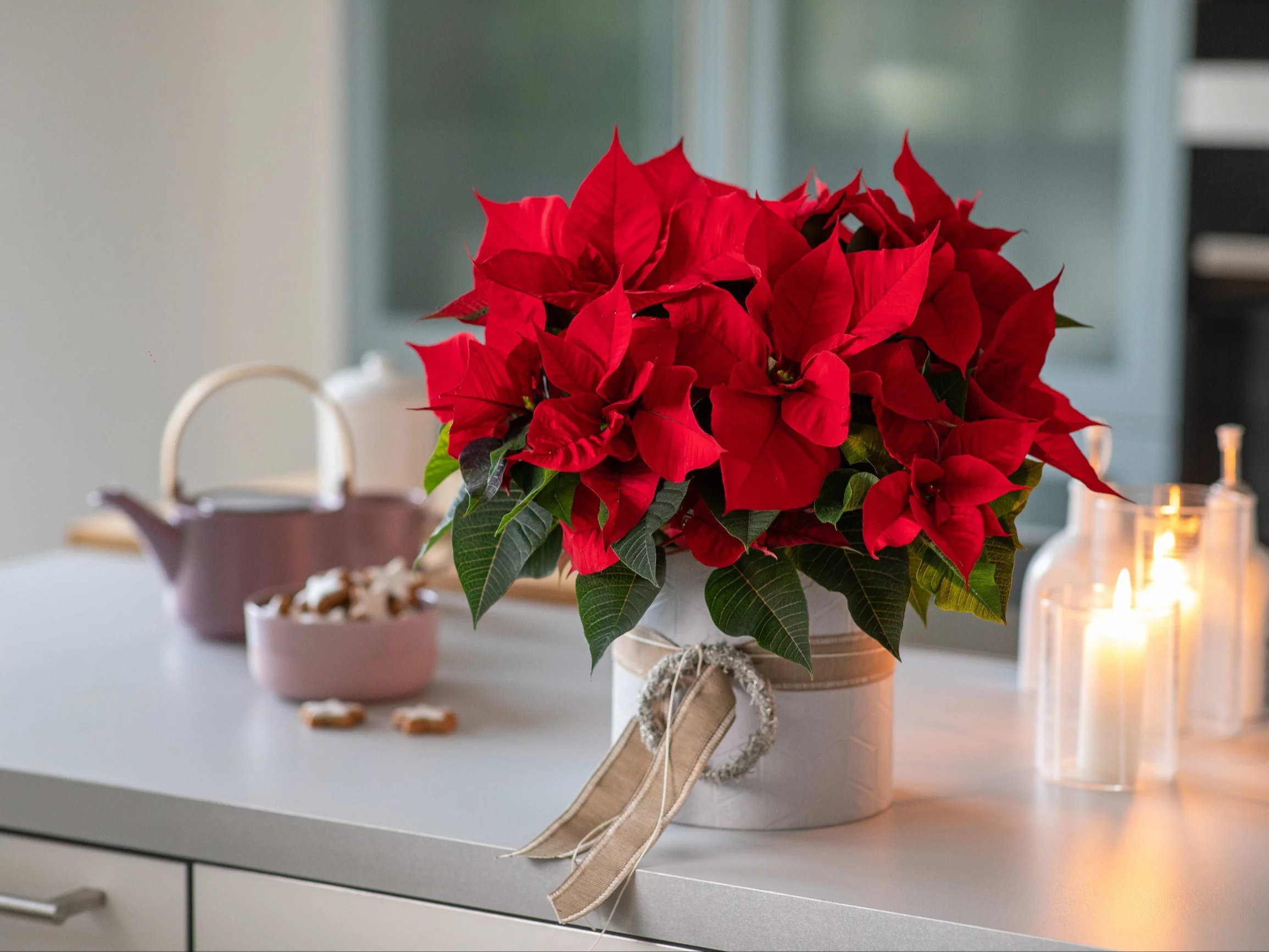 Co zrobić, by gwiazda betlejemska nie zrzucała liści?