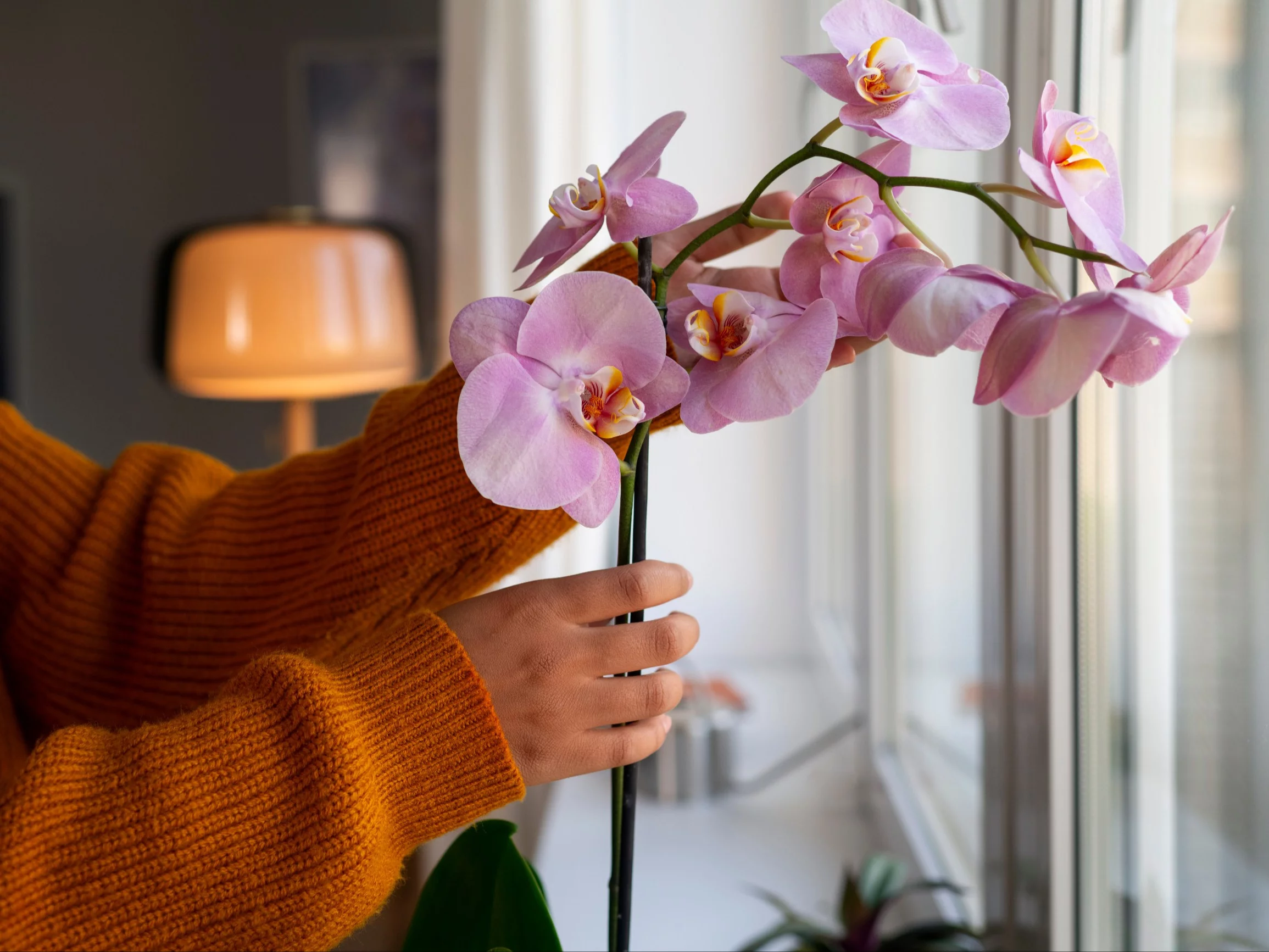 Herbaciana odżywka delikatnie pobudza storczyka do wzrostu, wzmacnia liście i przyspiesza rozwój pąków – to jeden z najskuteczniejszych zimowych trików ogrodników