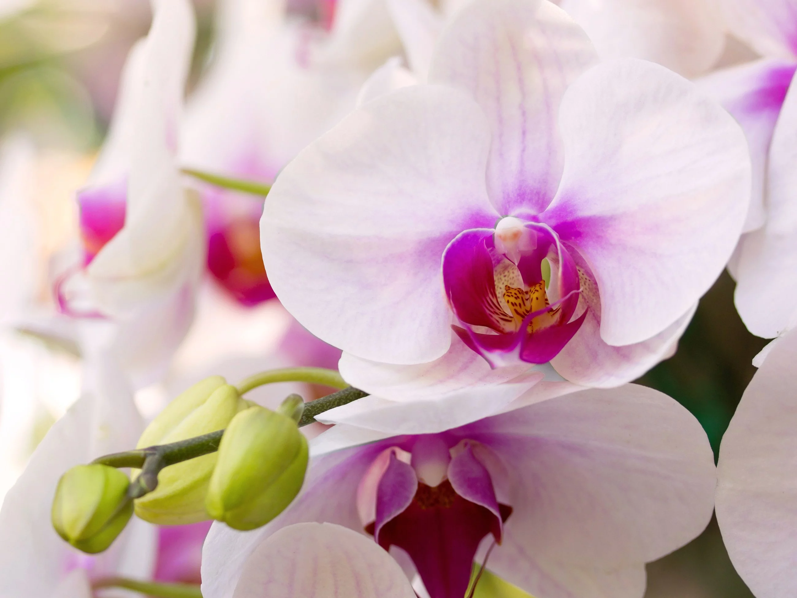 Storczyk nie kwitnie? Światło i owoc mogą go pobudzić