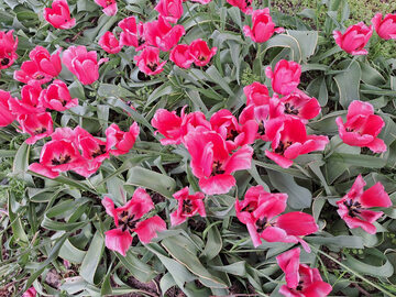 Jak postępować z tulipanami po przekwitnięciu? Tego sposobu nie znacie