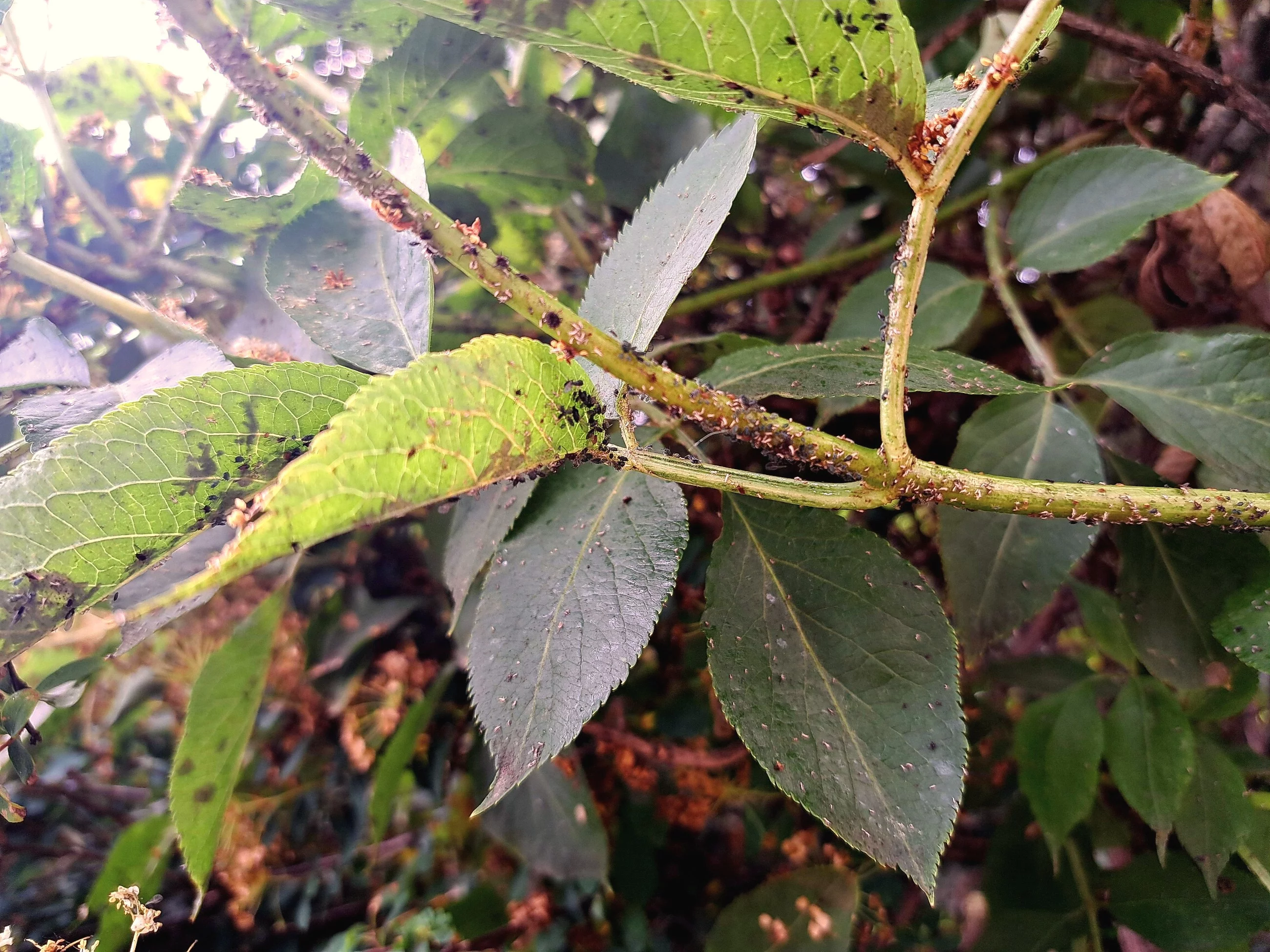 Roślina zaatakowana przez mszyce