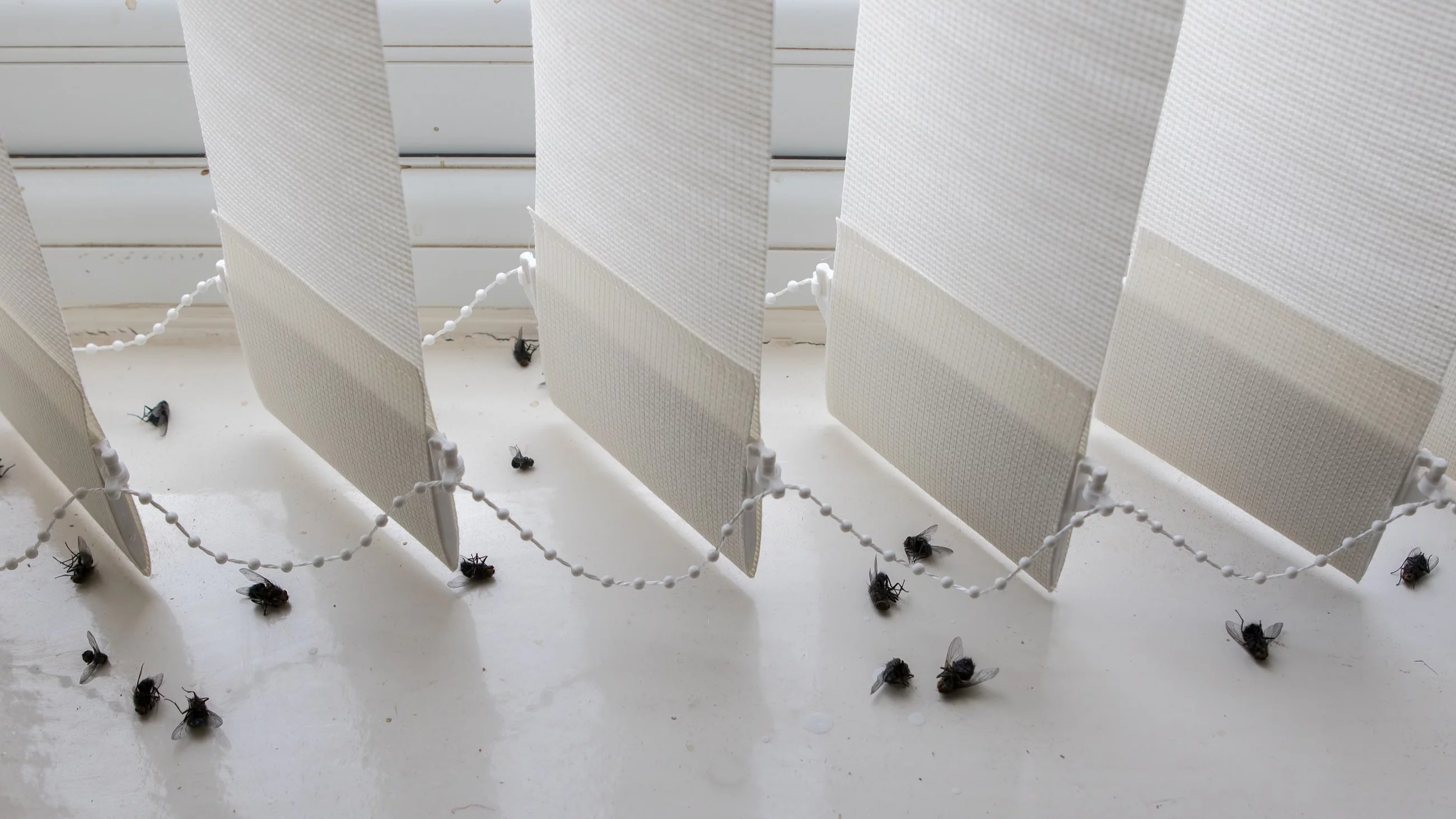 Tak można pozbyć się much z domu. Entomolog o „śmierdzącym” sposobie