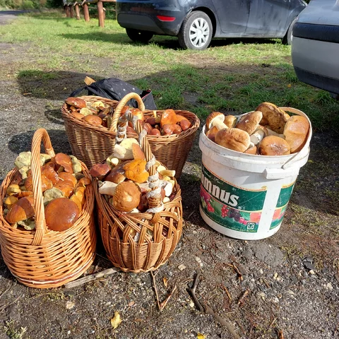 Grzybobranie