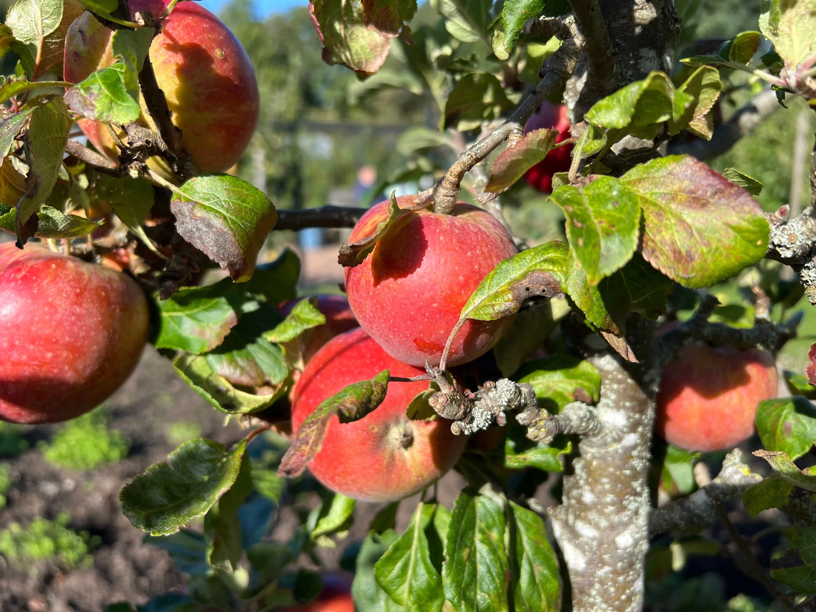 Jak zabezpieczyć drzewa owocowe na zimę?