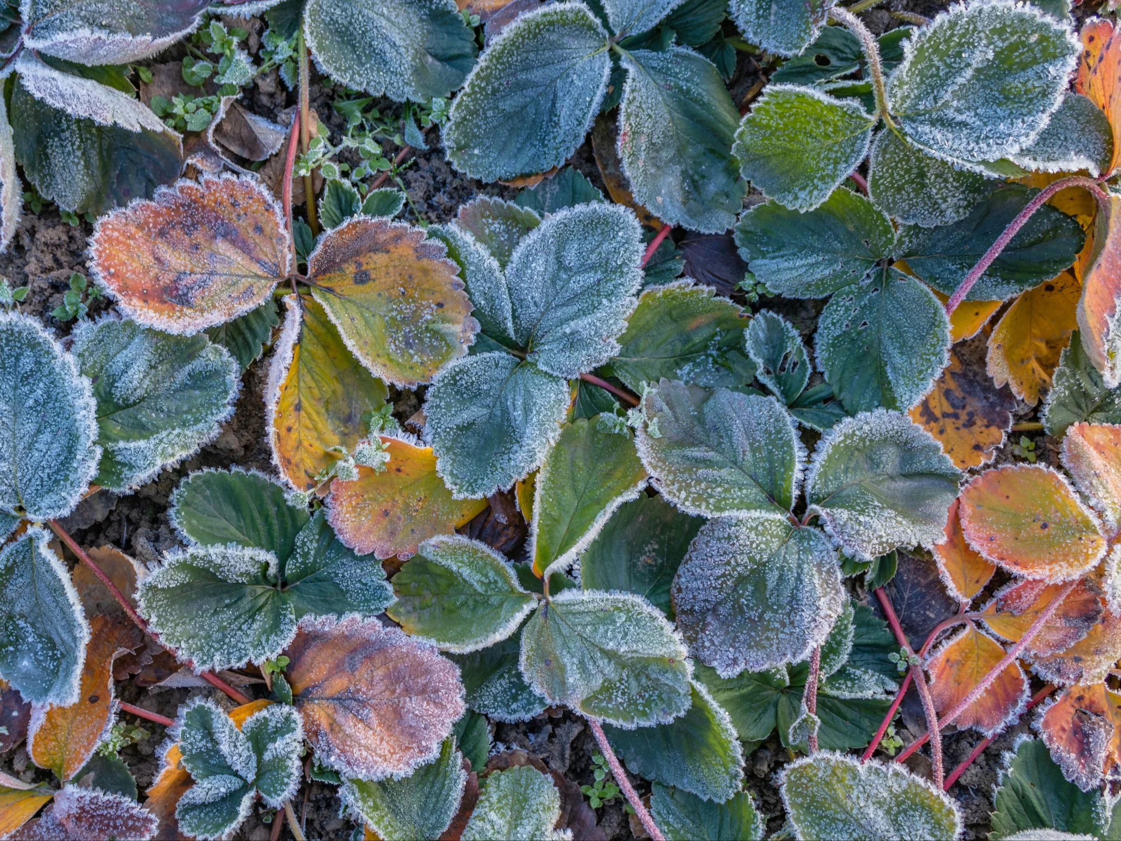 Prawidłowe przygotowanie truskawek do zimy chroni ich system korzeniowy i zwiększa plonowanie w kolejnym roku