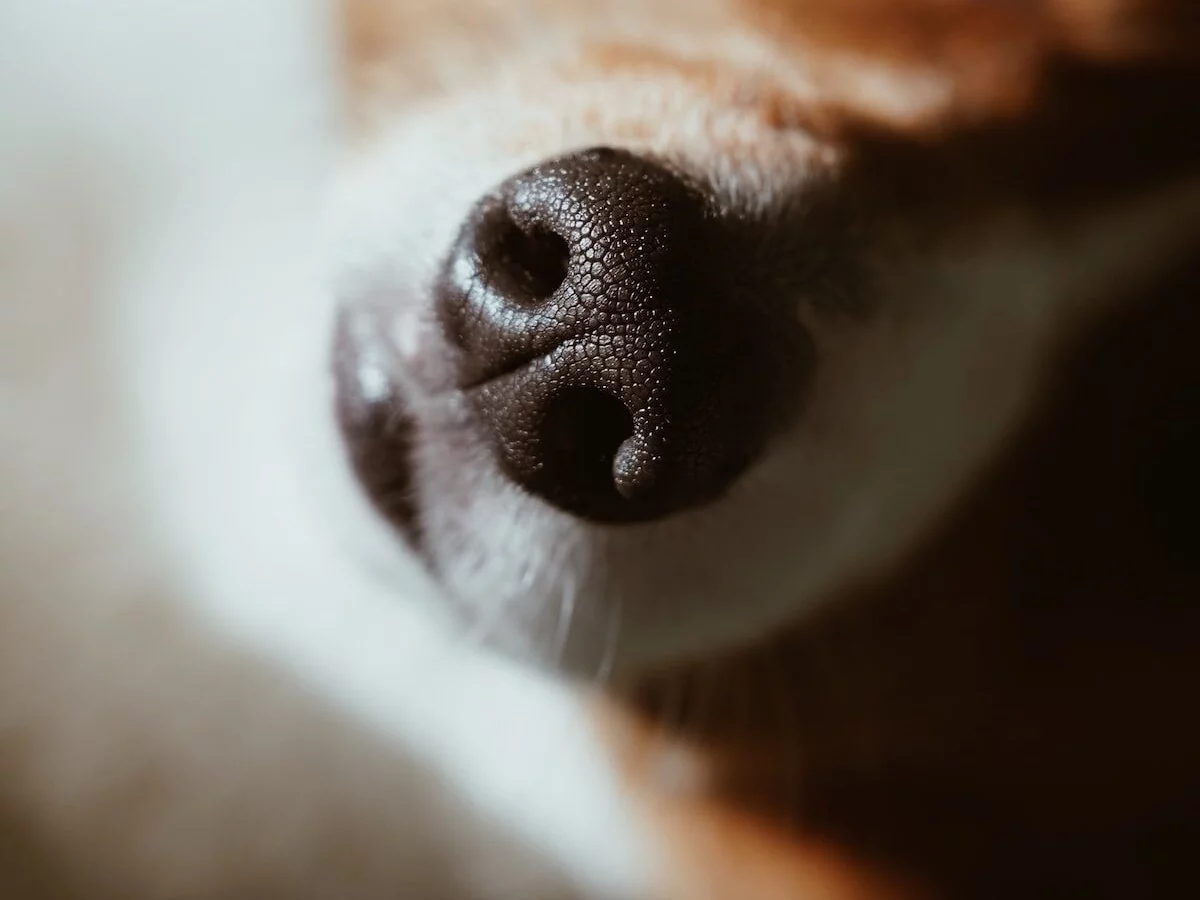 Tak psy czują zapachy. Najnowsze badanie mówi o aspekcie emocjonalnym