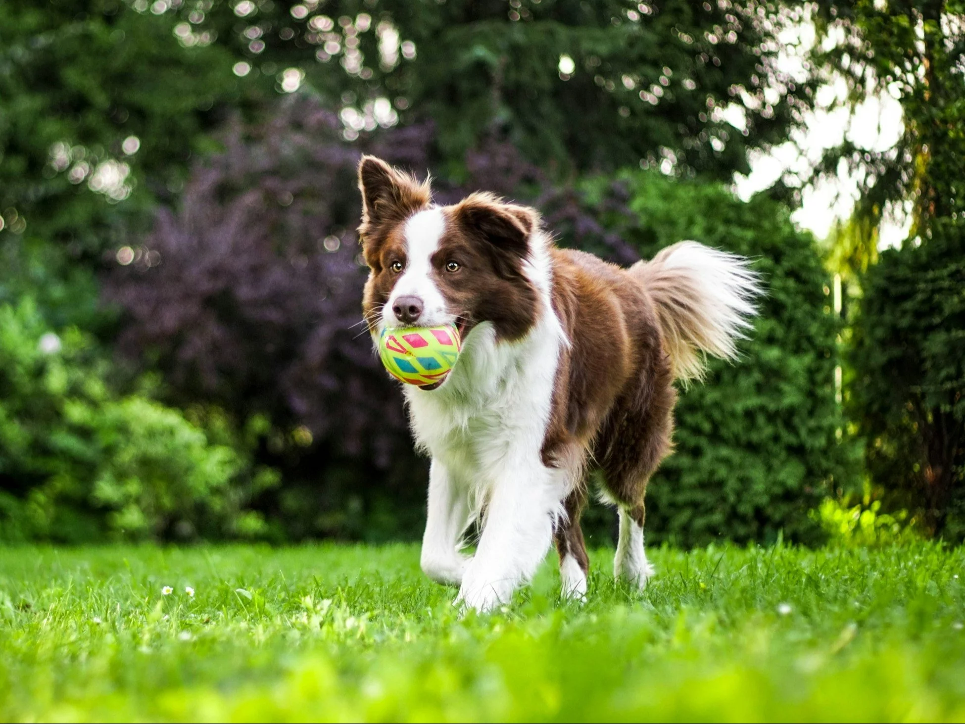 Pies, zdjęcie ilustracyjne