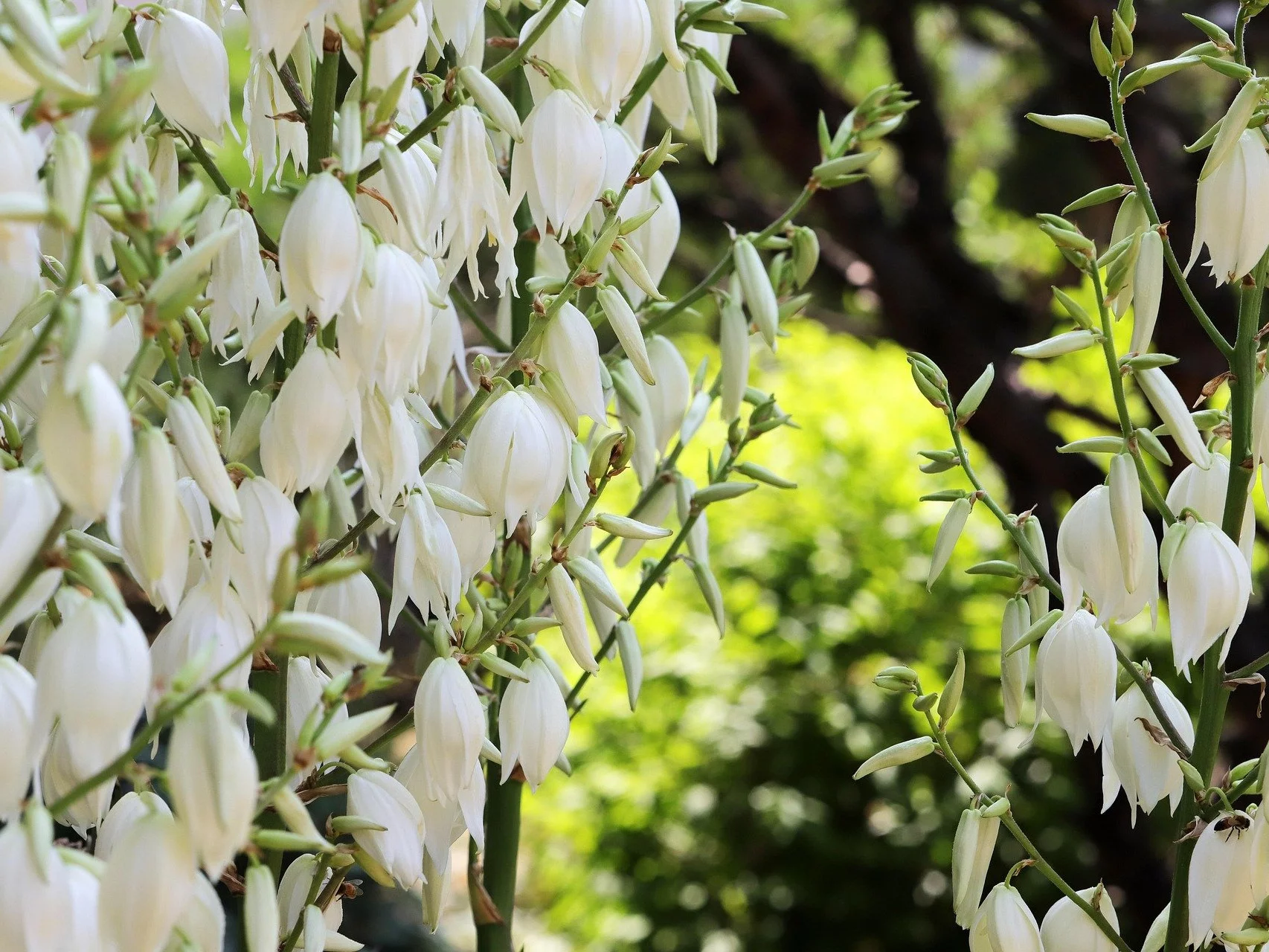 Juka karolinśka, Yucca filamentosa