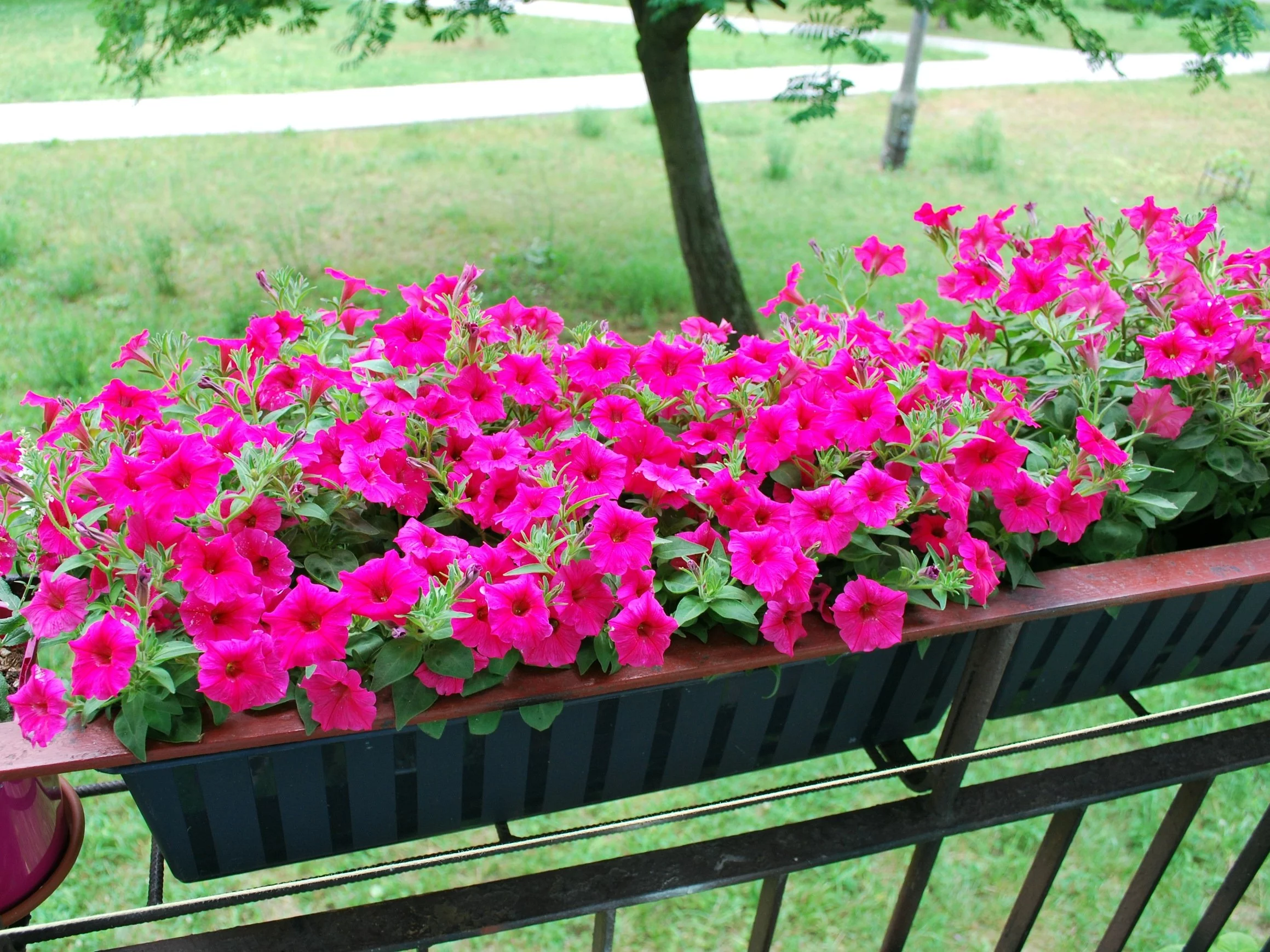 Supertunia Vista