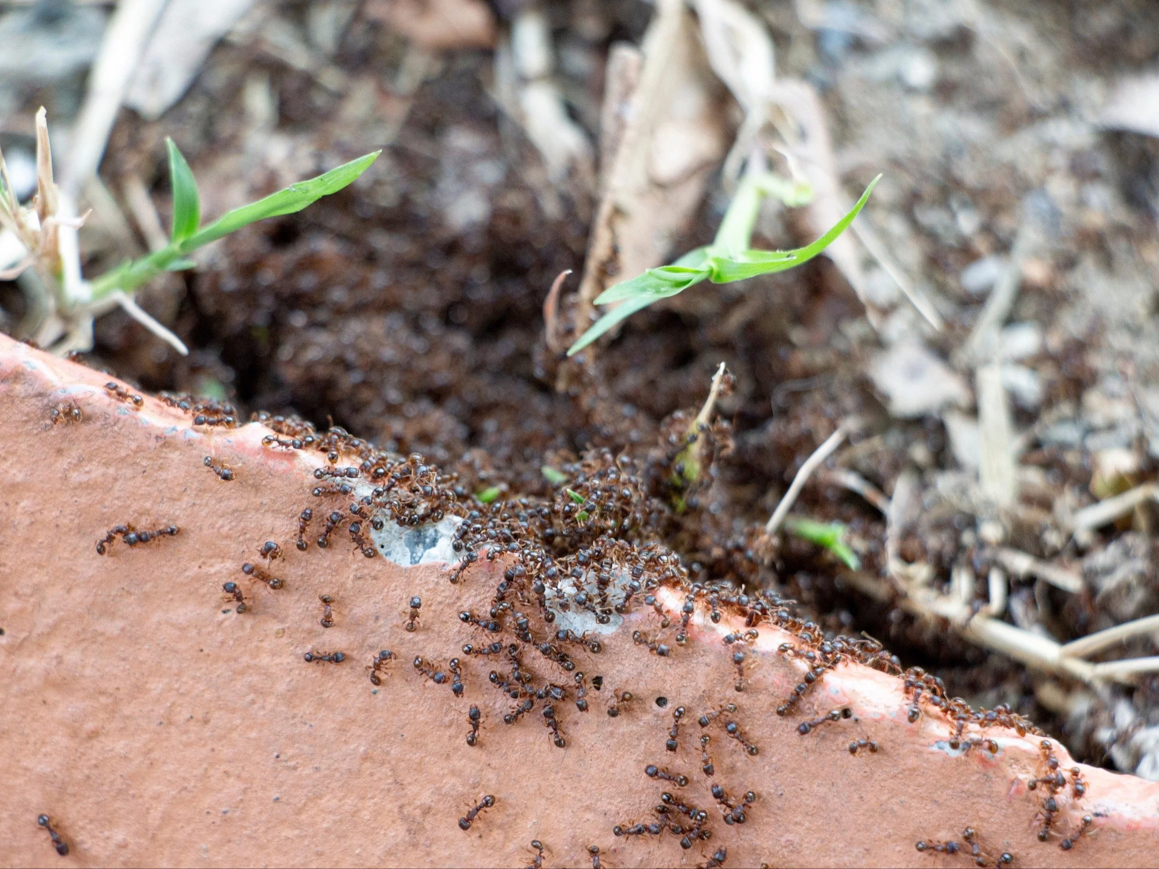 Czerwone mrówki mogą być pożyteczne dla ogrodu, jednak zbyt liczne kolonie często sprzyjają rozwojowi mszyc i pogarszają kondycję trawnika
