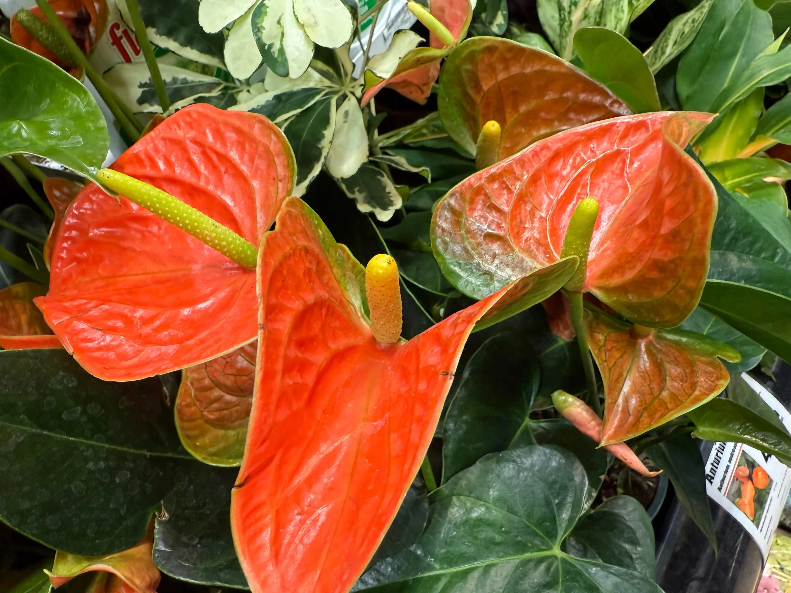 Anturium może kwitnąć nawet zimą, jeśli zapewnimy mu jasne stanowisko, wysoką wilgotność i delikatne zimowe nawożenie