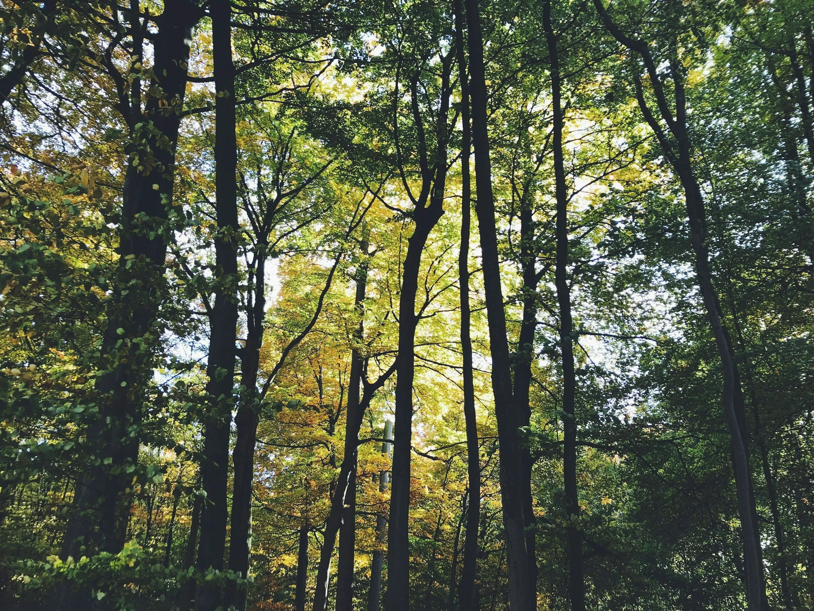 Wysyp grzybów w polskich lasach. Ile trzeba czekać po deszczu? Są wskazówki