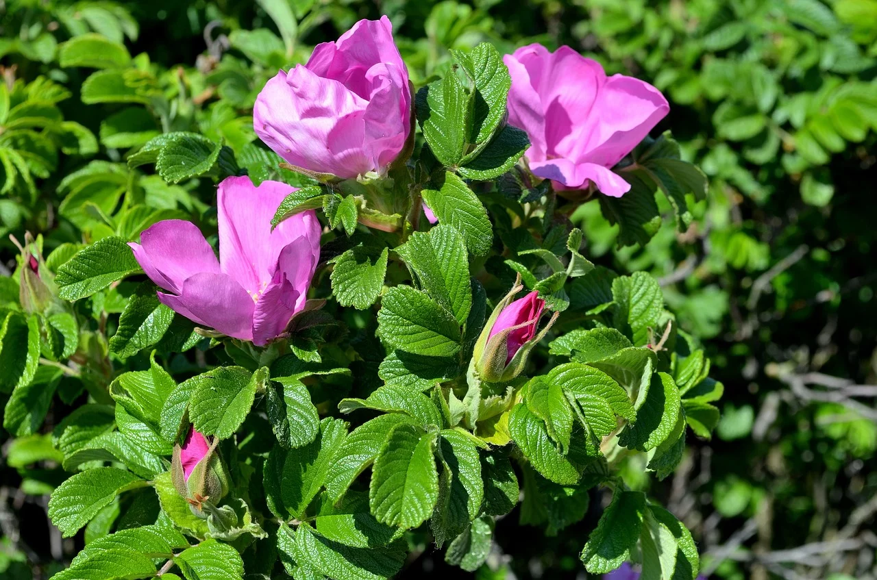 Róża pomarszczona (Rosa rugosa)