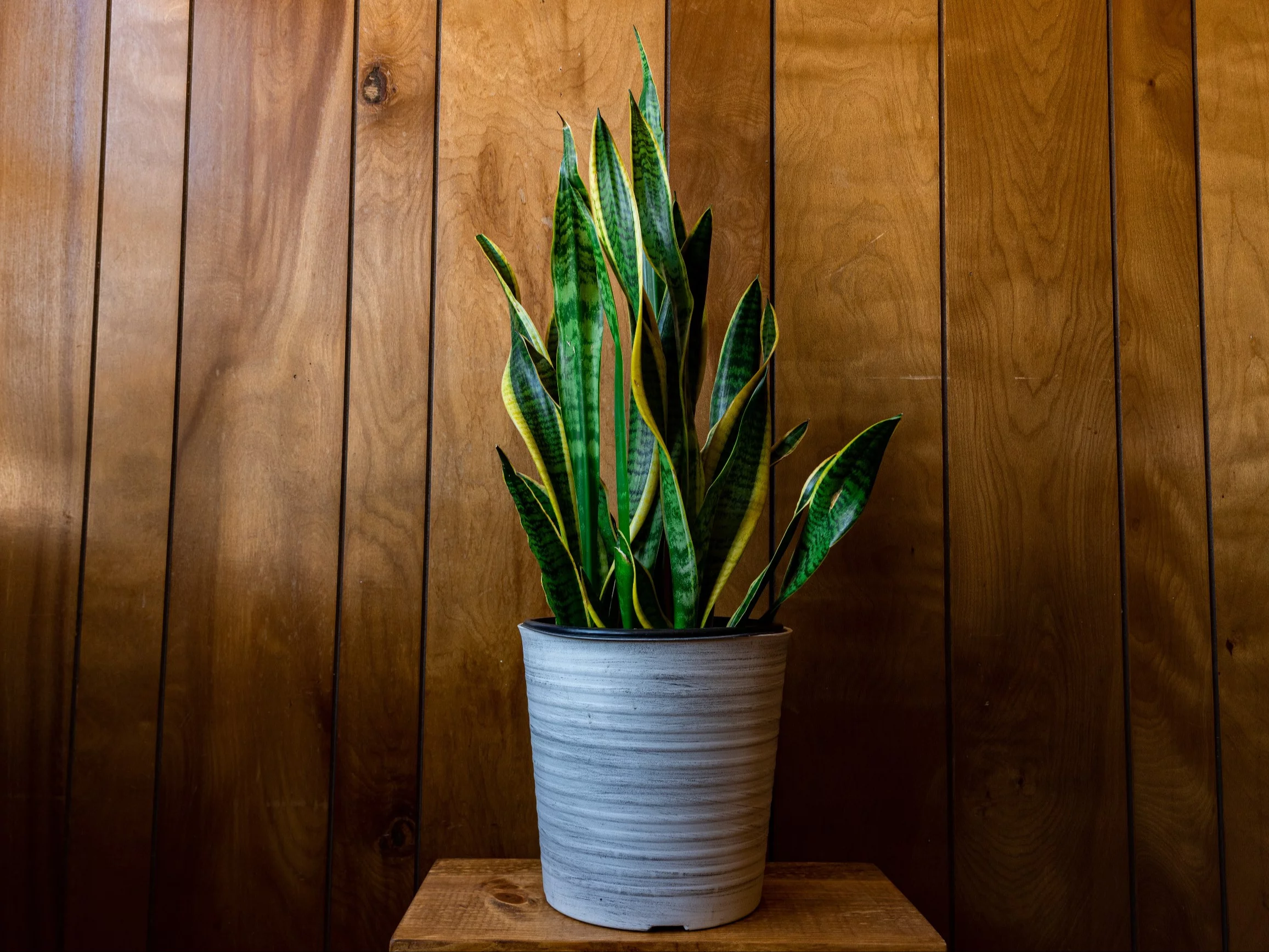 Kilka dni wystarczy, by sansewieria odzyskała jędrność. Ten domowy trik działa nawet zimą