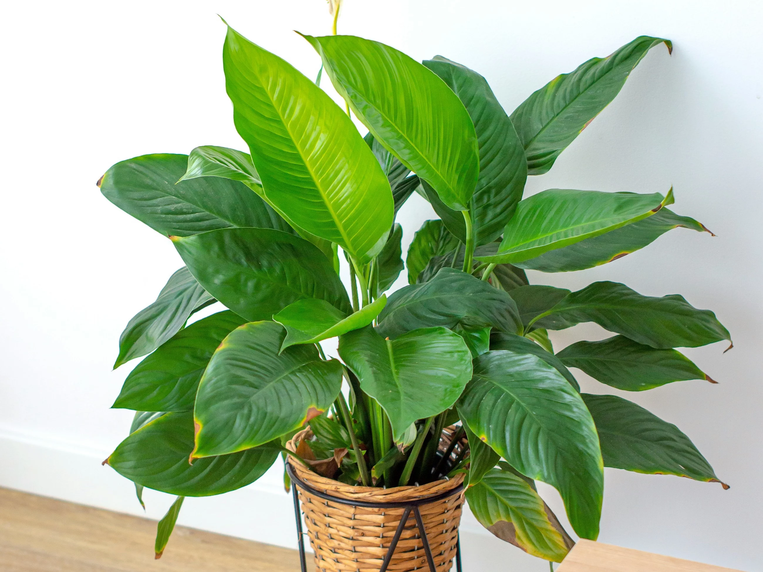 Skrzydłokwiat / Spathiphyllum